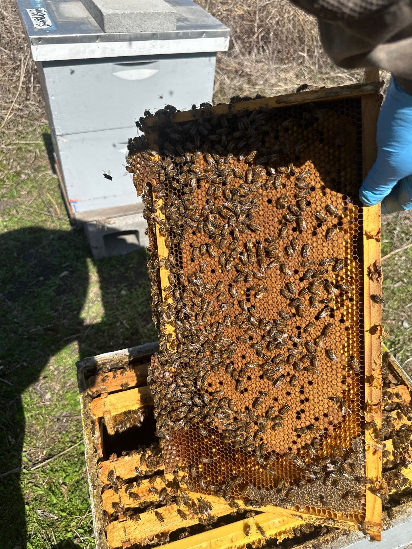 Ag. Exemption in Fate, TX by Rockwall Honey Bee Company