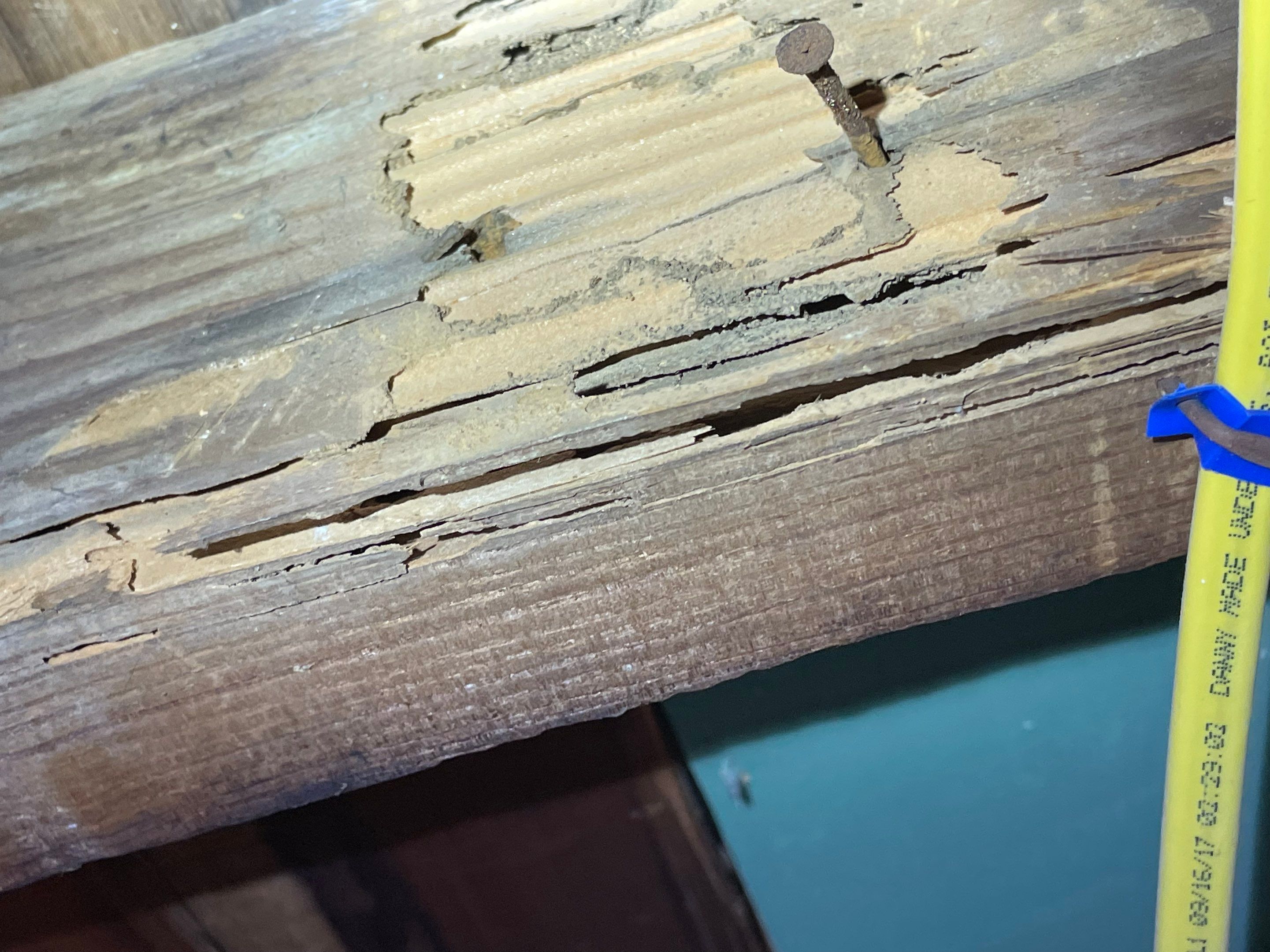 Wood Destroying Organisms Report by GLOBAL Termite Solutions