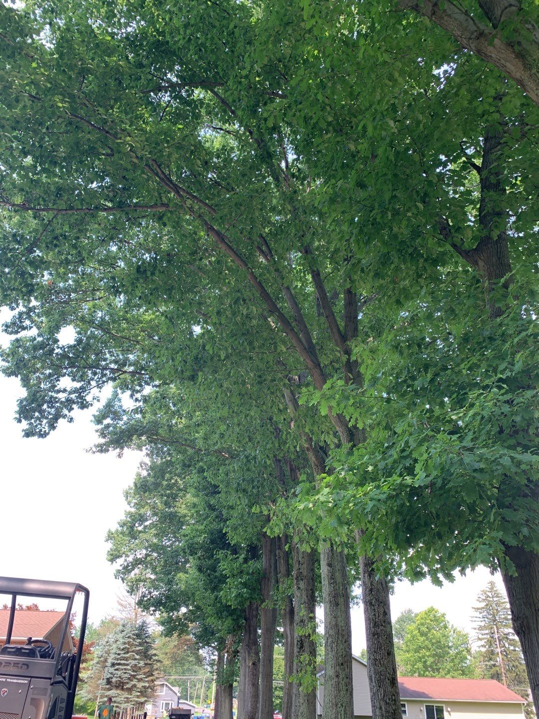 Tree Trimming by Mike Jones & Sons Tree Service LLC 