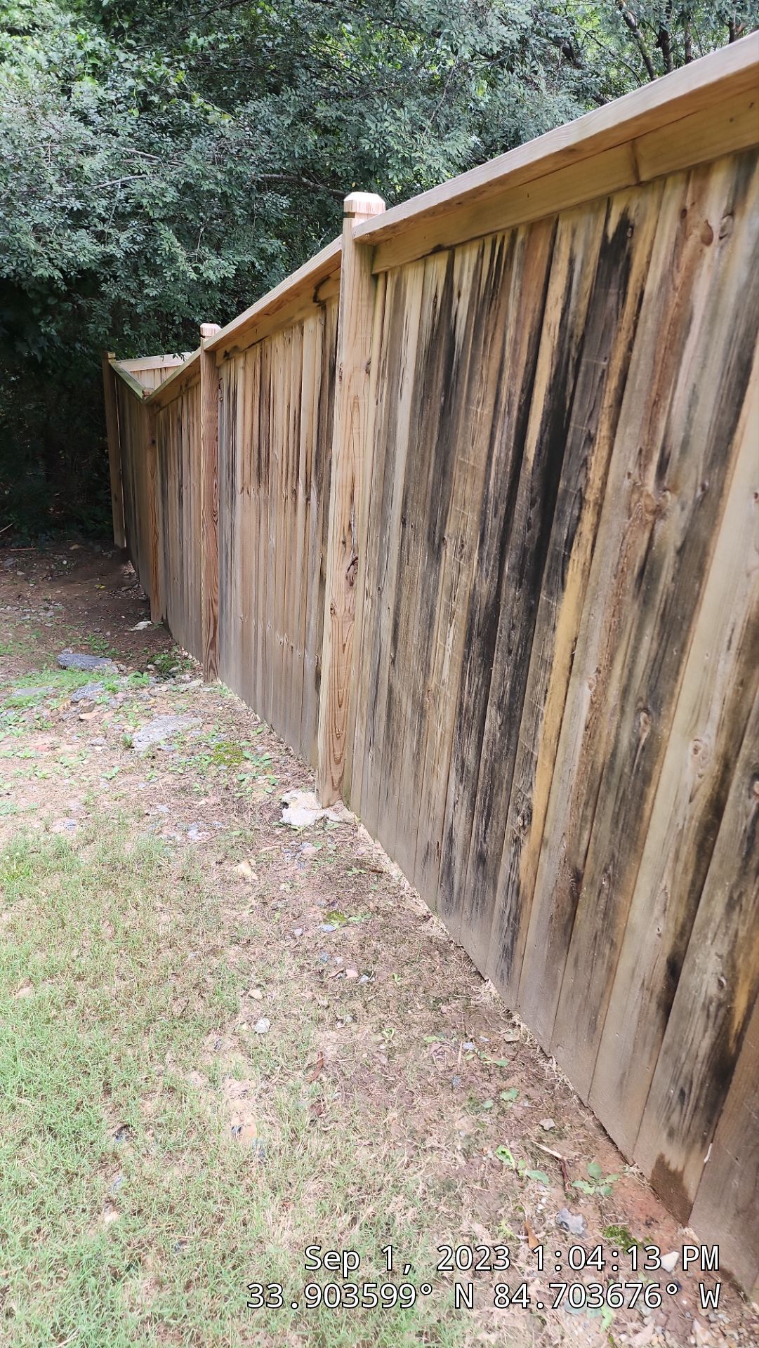 Fence Staining using Pecan by SSE by Titans of Timber Fence & Stain