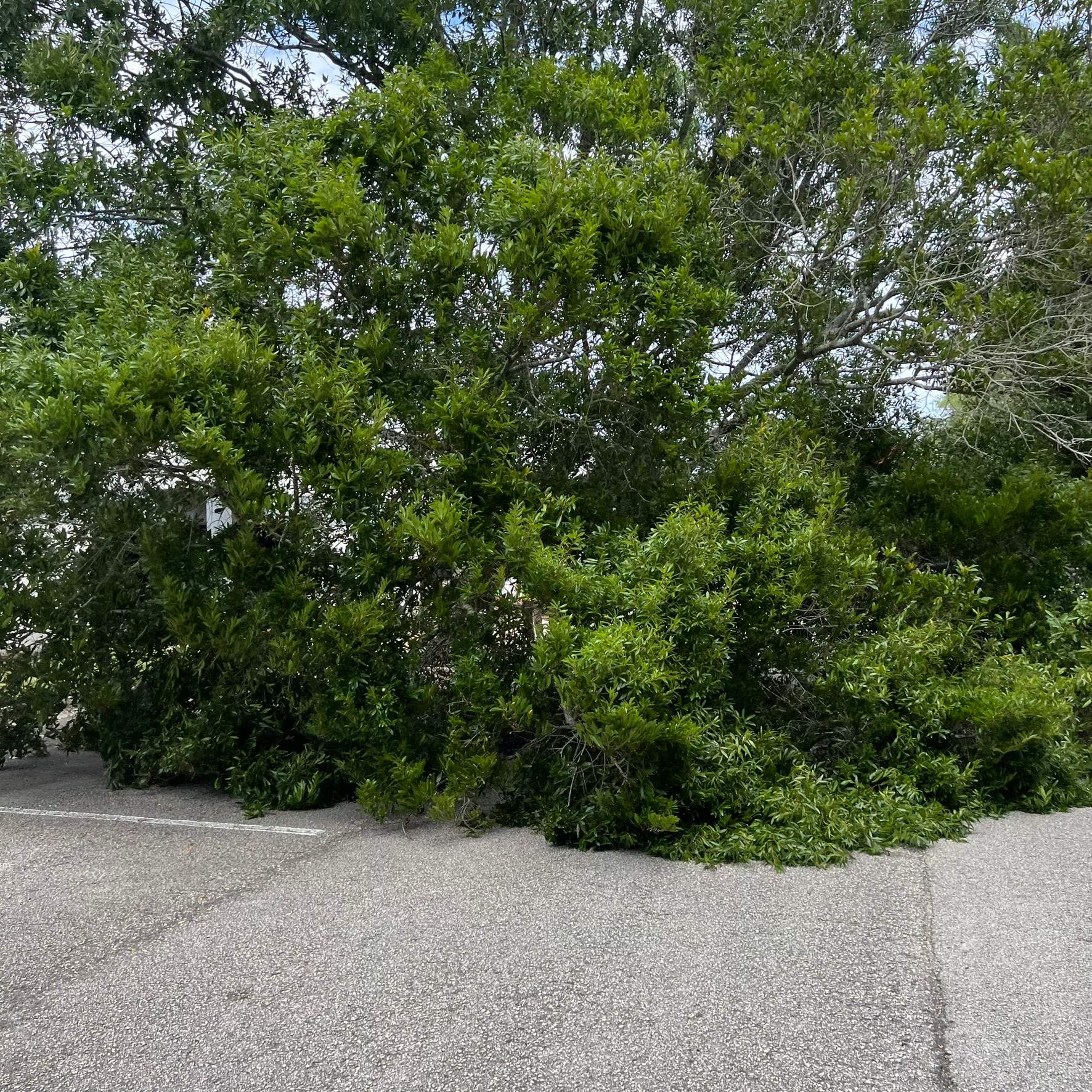 Tree Work | Center Point Business Complex by ProGreen Services