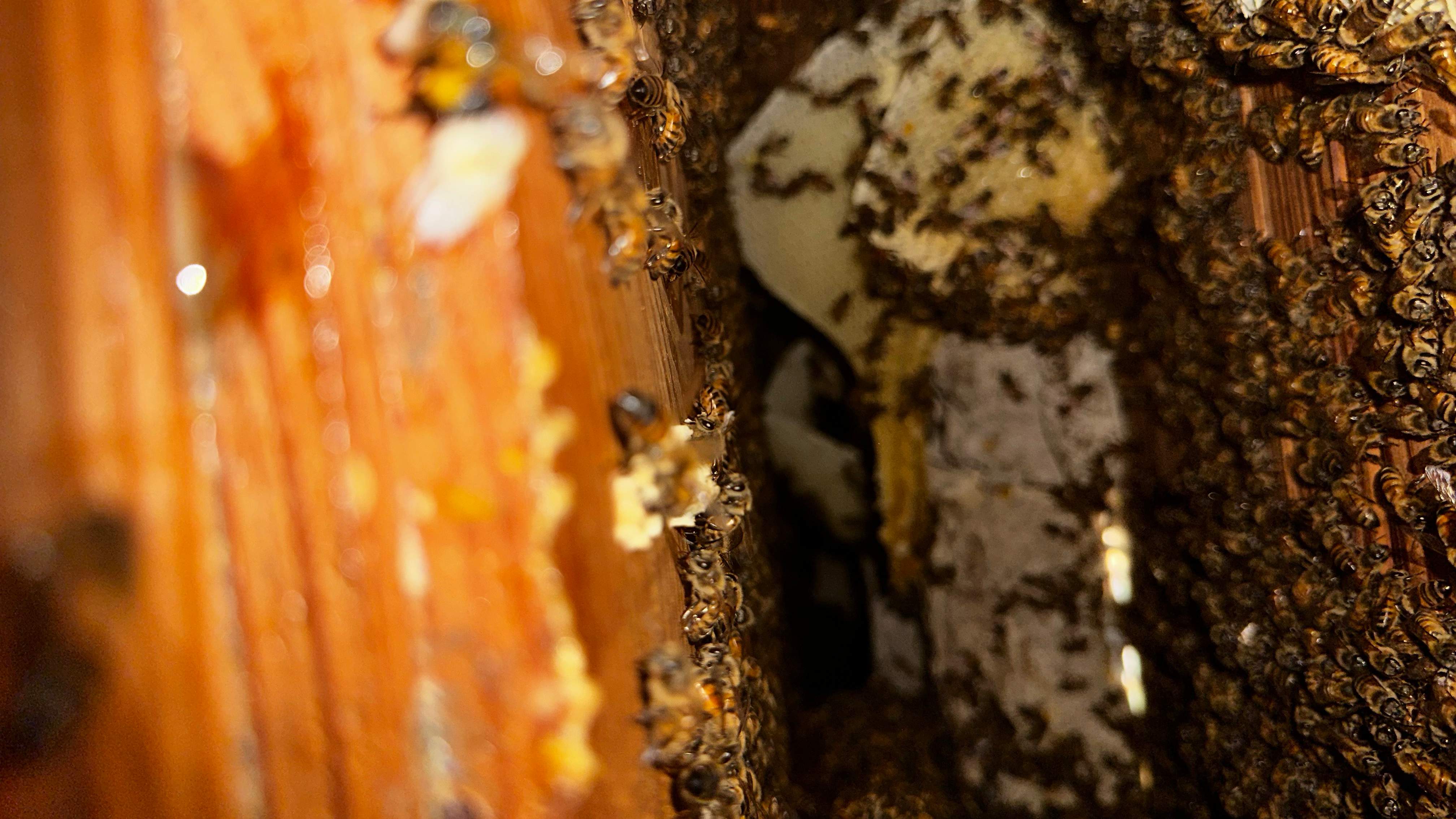 Hiding Bees by Rockwall Honey Bee Company