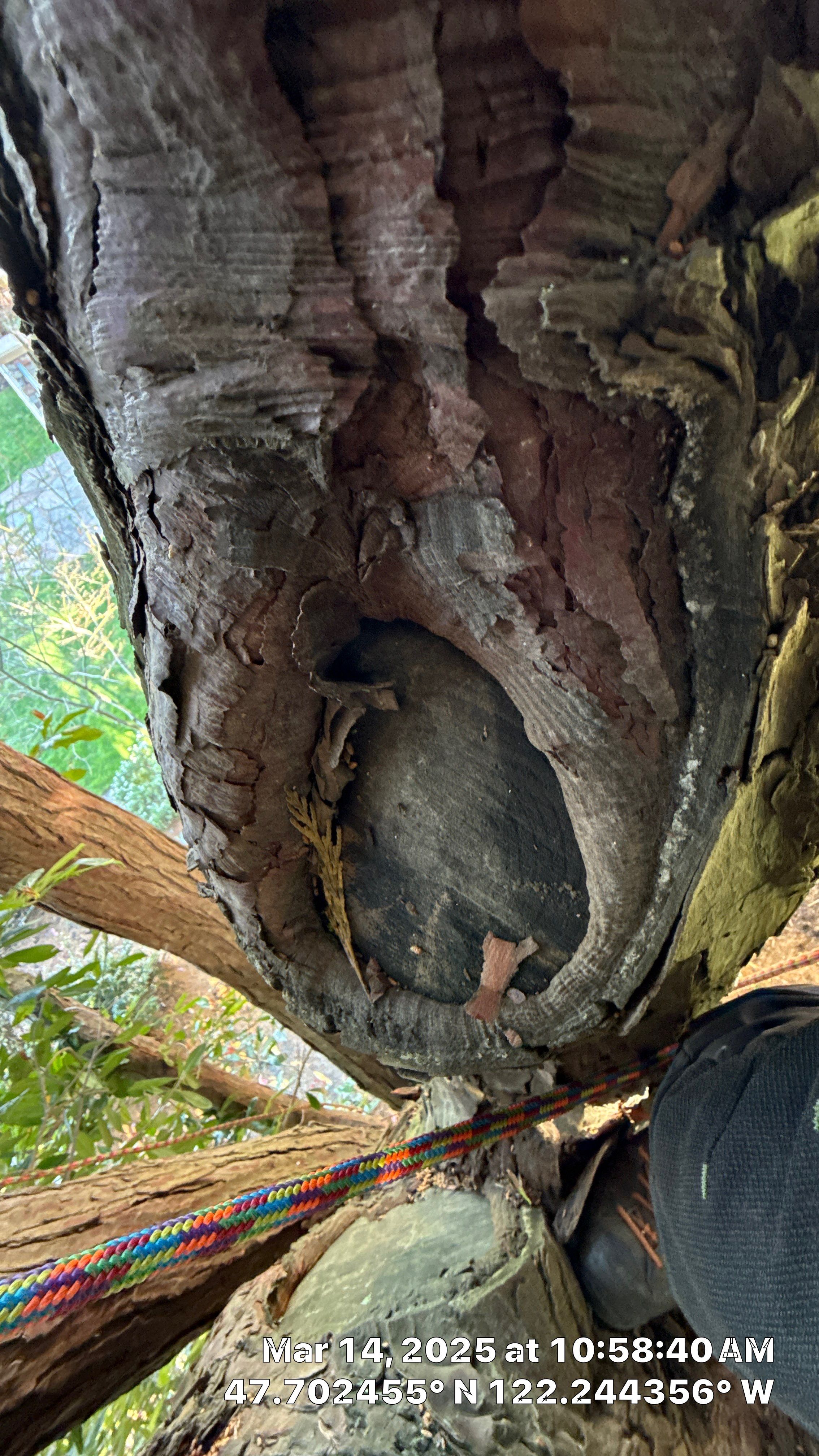 🧾 Tree Support System Assessment & Landmark Tree Risk Report – Holmes Point, Kirkland, WA by Sound Tree Care LLC