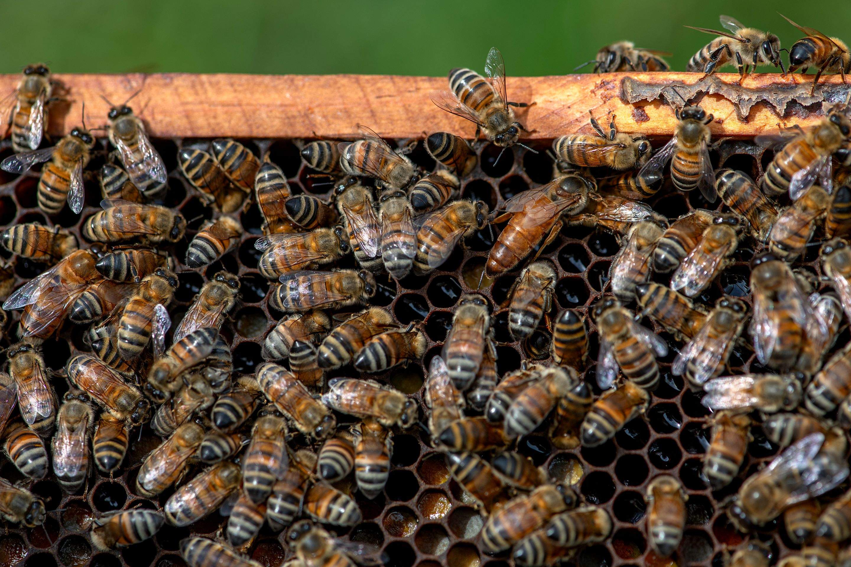 Splits in East Texas by Rockwall Honey Bee Company