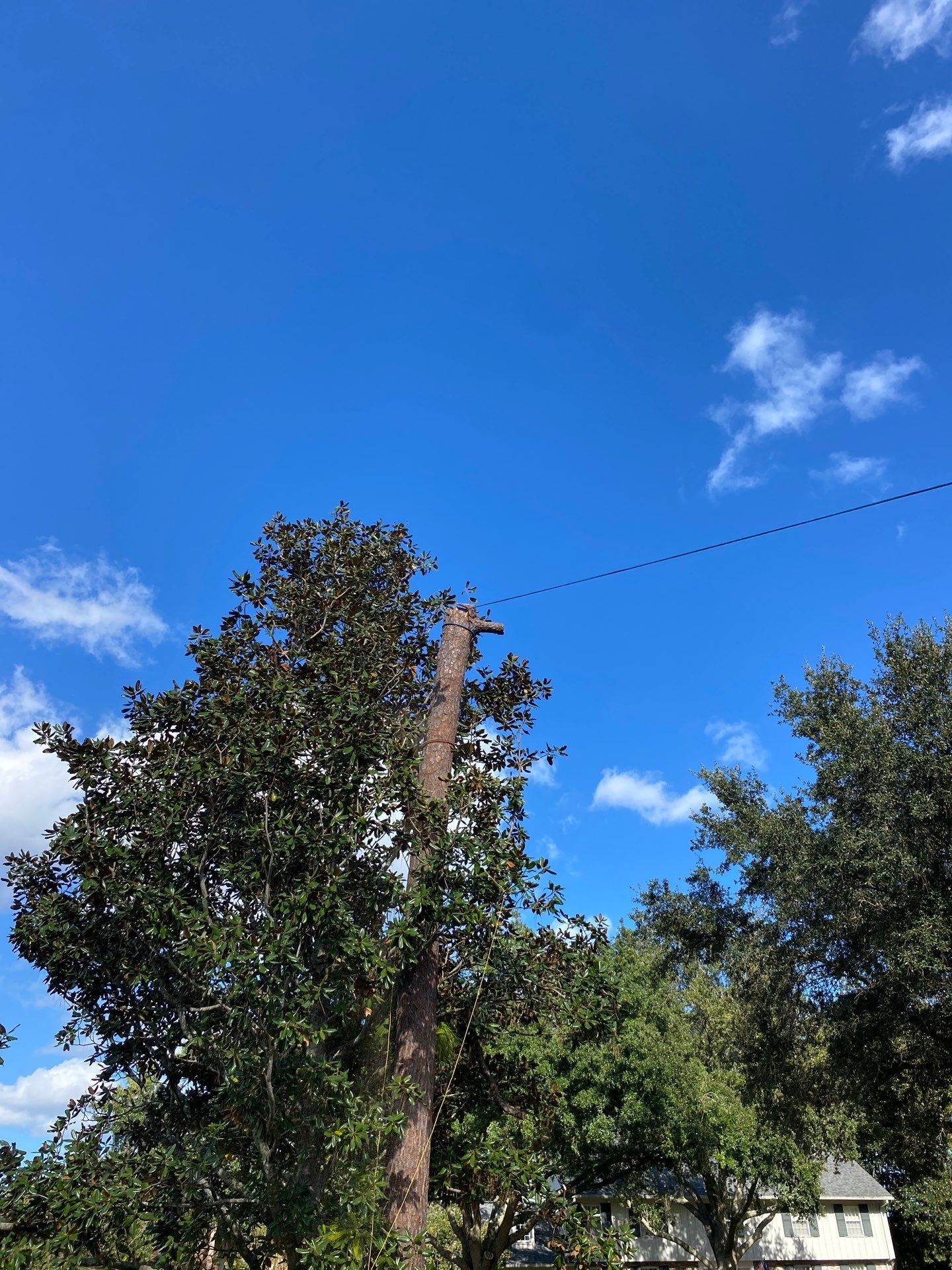 Deerwood Resident | Tree Removal by ProGreen Services