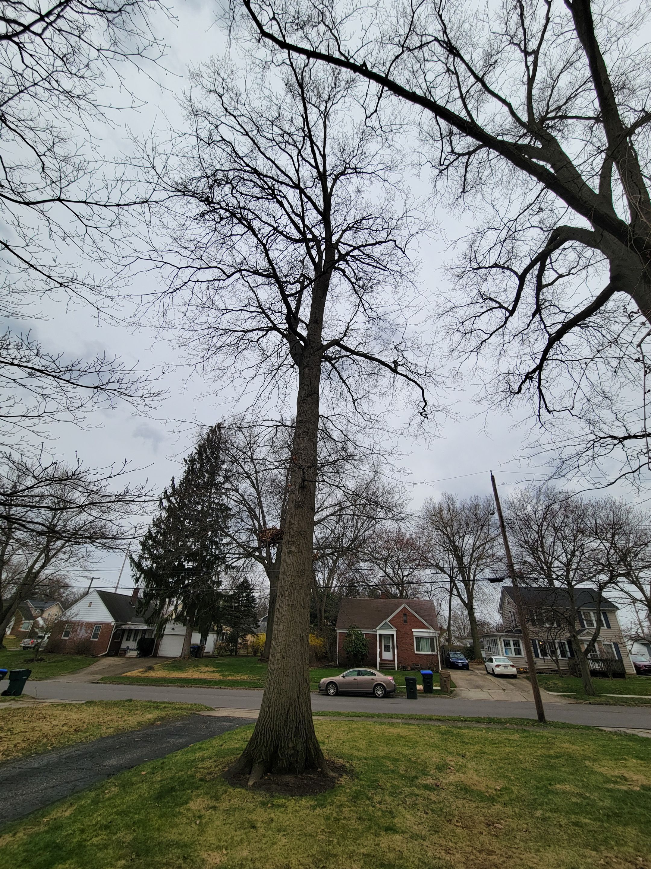 Tree Trimming using Tree Pruing by Mike Jones & Sons Tree Service LLC 