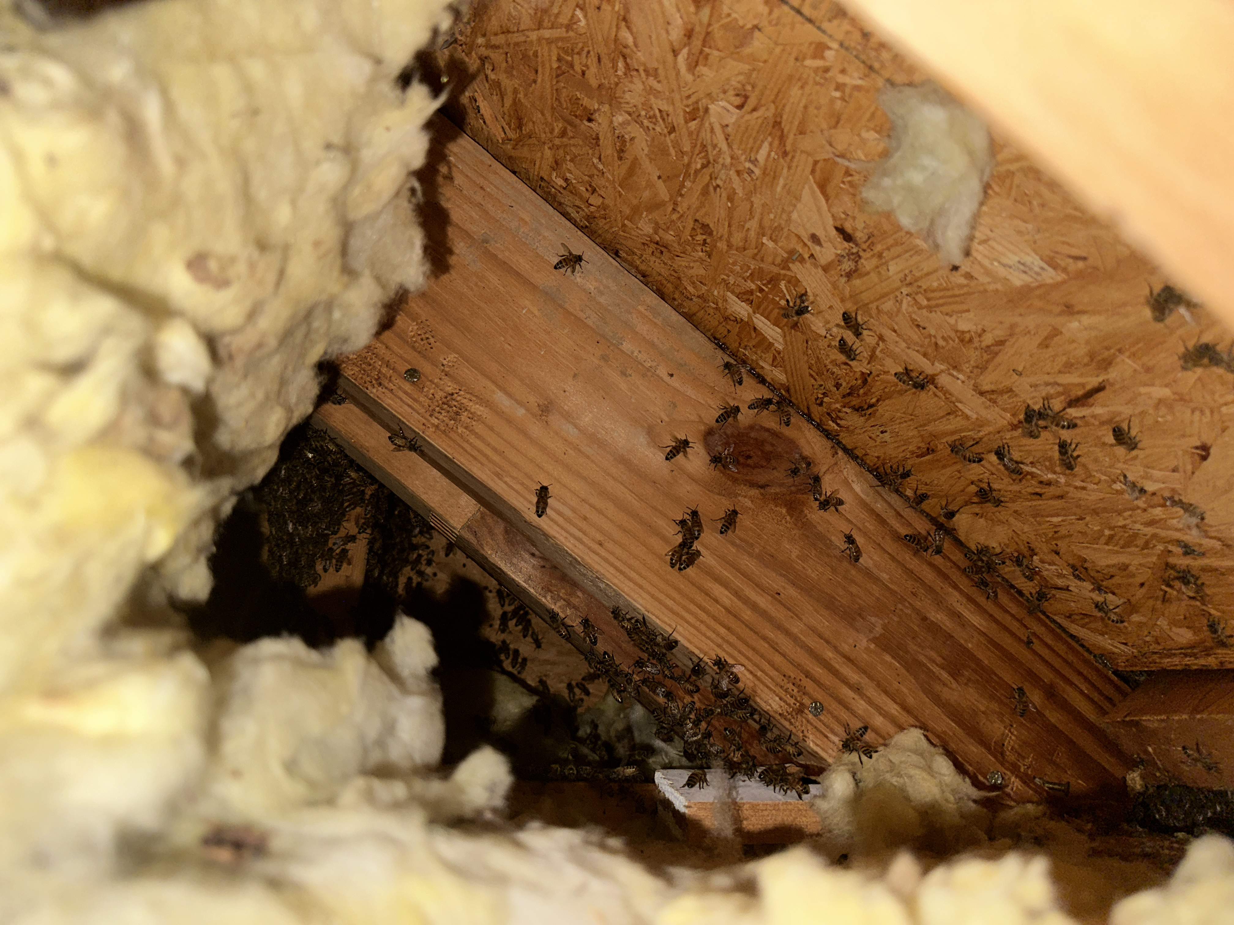 Roof Soffit by Rockwall Honey Bee Company