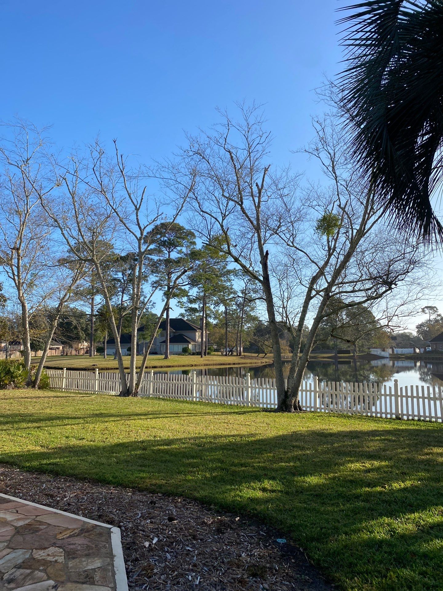 Deerwood Resident | Tree Removal & Palm Trimming by ProGreen Services