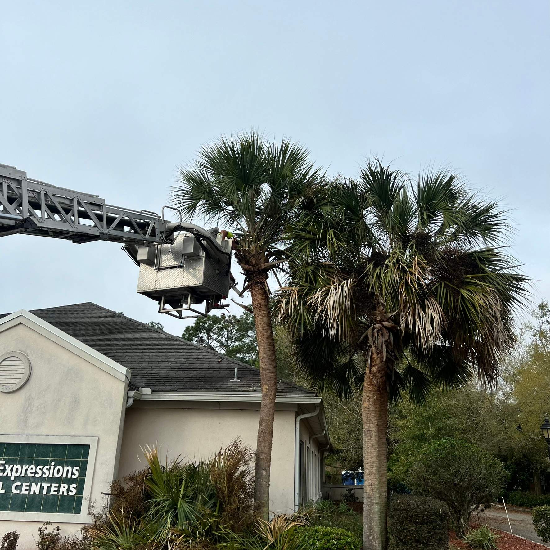Tree Work | Great Expressions Dental by ProGreen Services