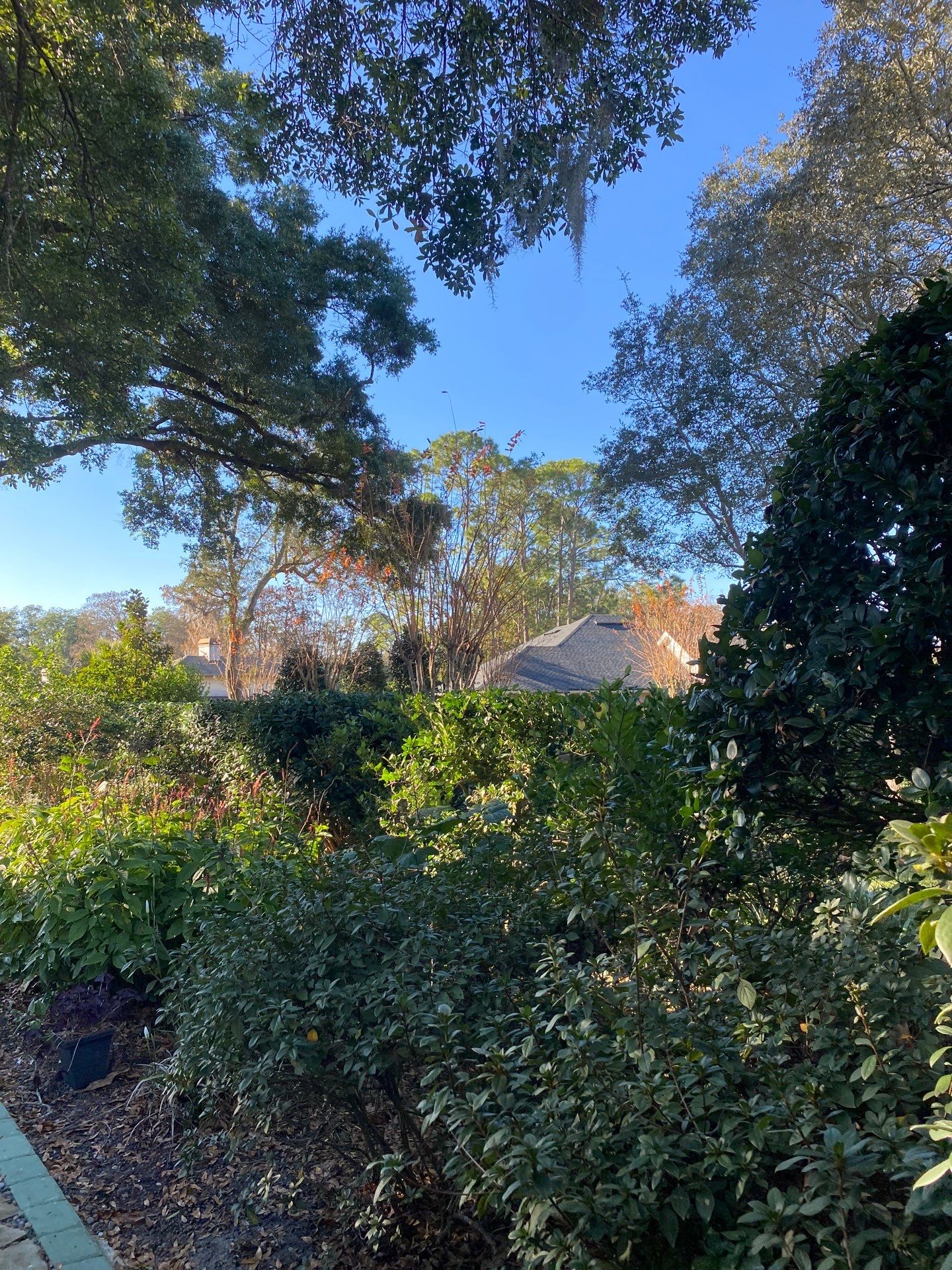 Deerwood Resident | Tree Removal by ProGreen Services