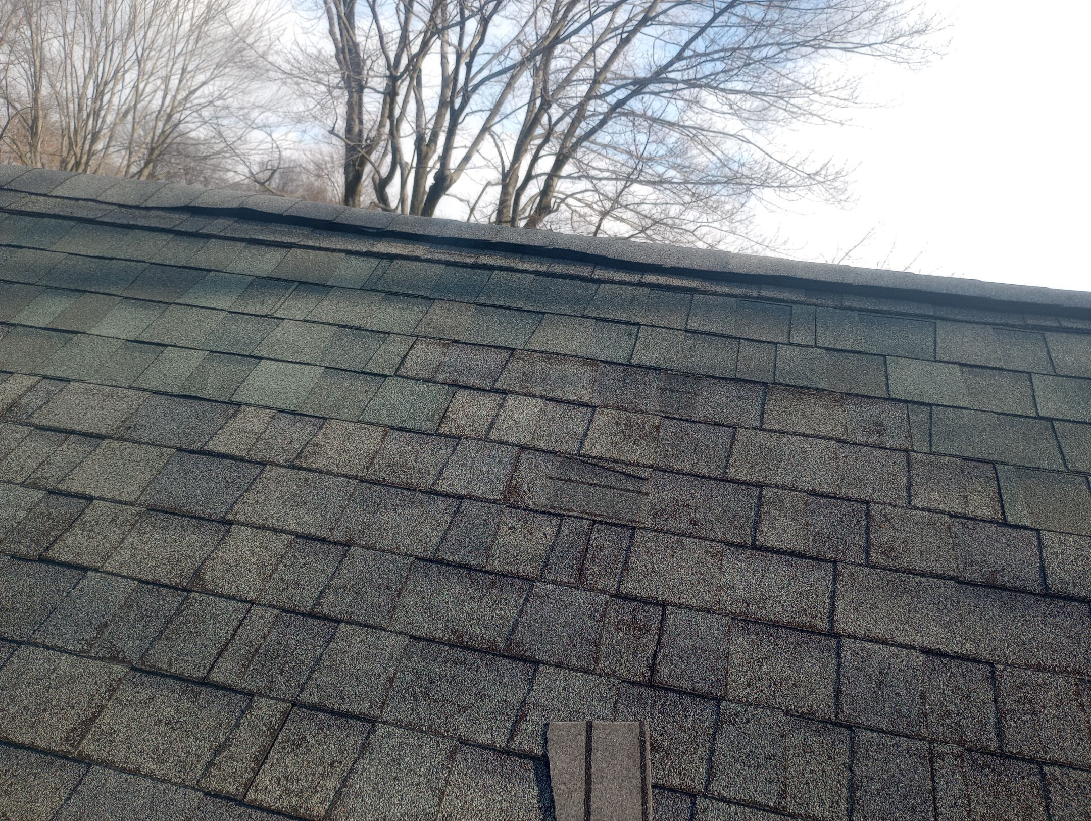 Kristine Mann by Silver Leaf Contracting 