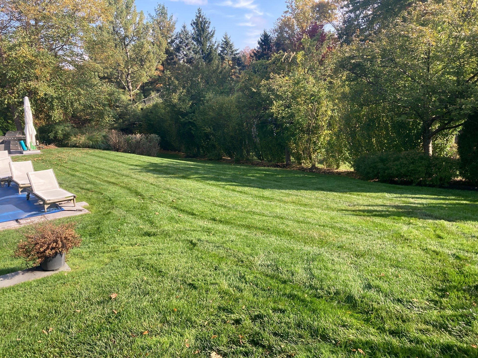 Comprehensive Lawn Care in Warren by Ants Plants