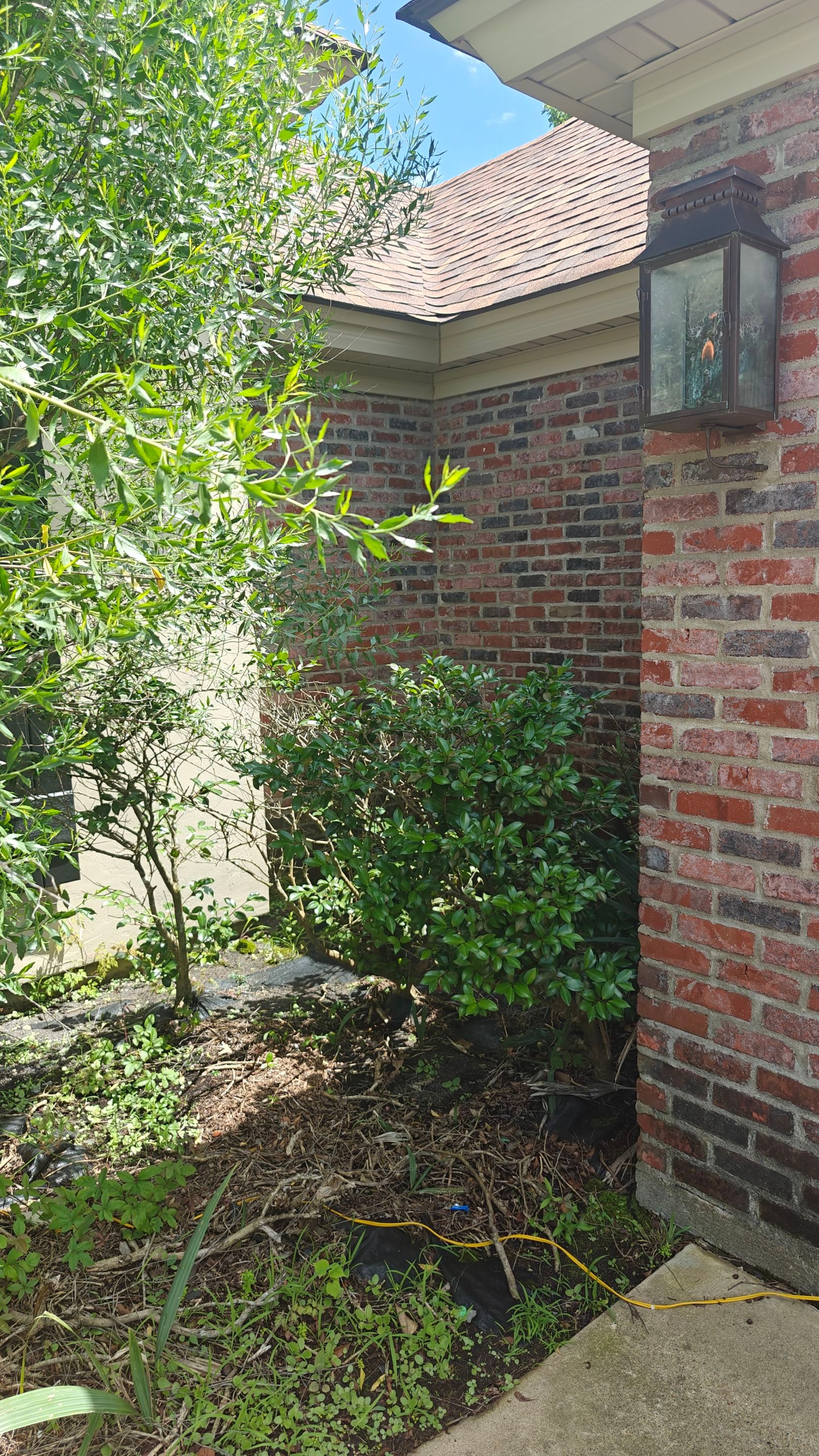 Hedge Trimming and Removal by College Bros Outdoor services