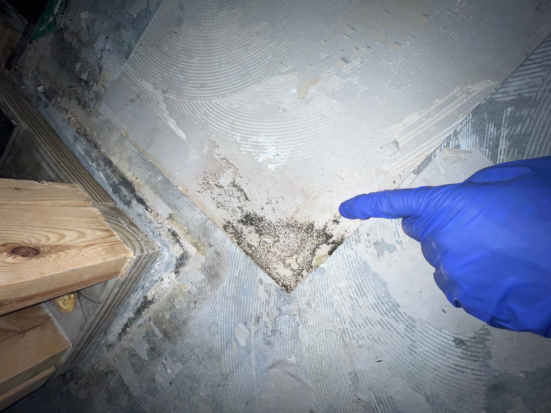 Stansell - water and mold photos  by THE RAPID TEAM