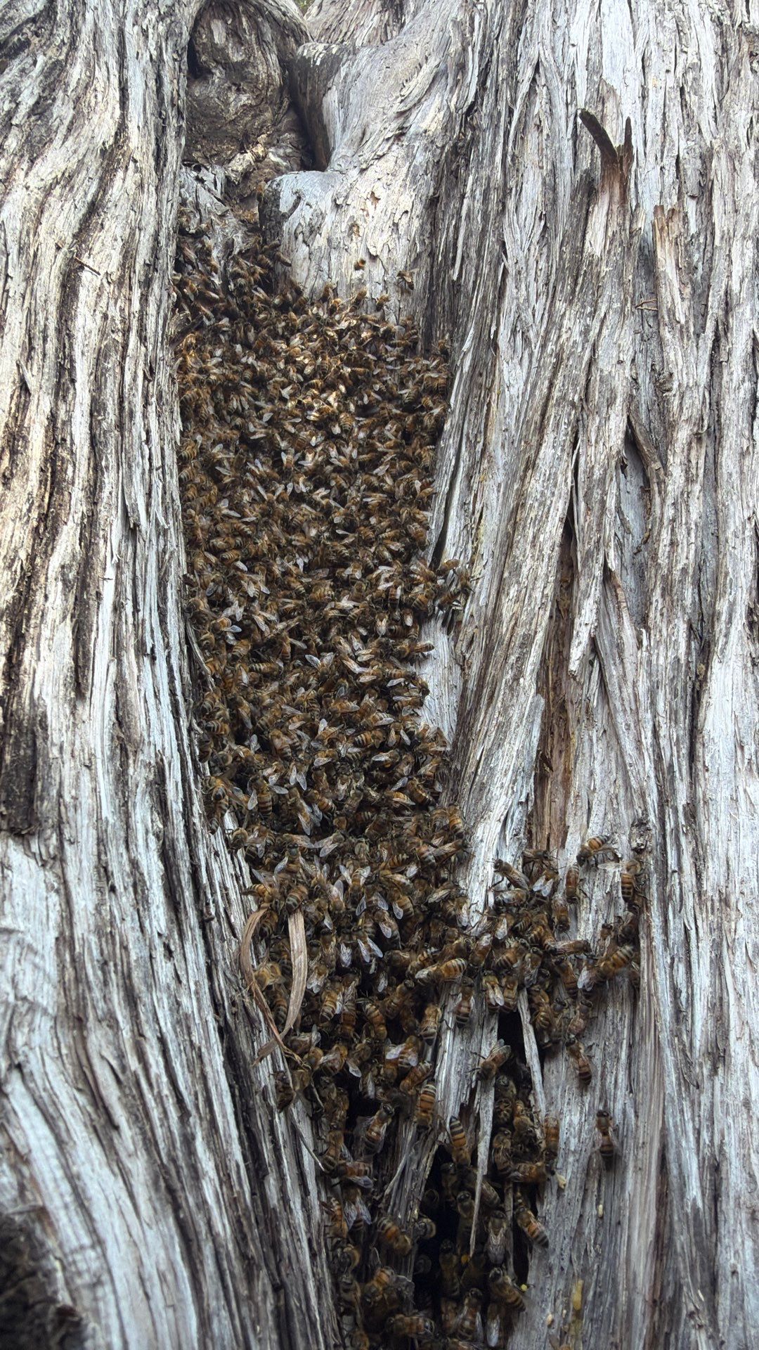Cavern-Crack Tree Bees by Rockwall Honey Bee Company