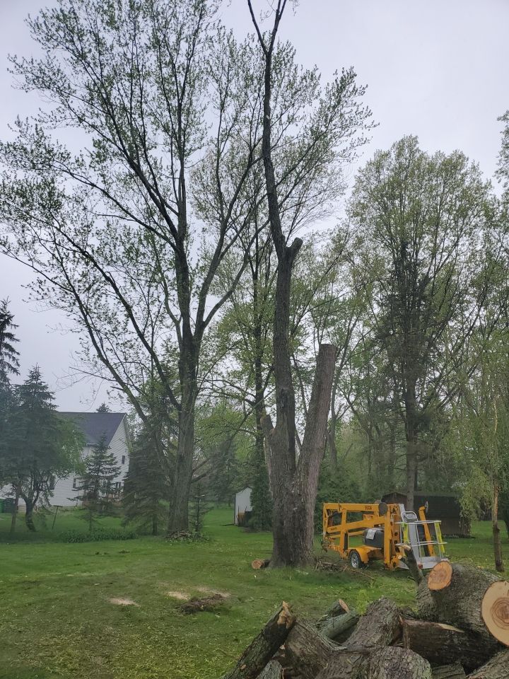 Tree Removal using Tree Removal by Mike Jones & Sons Tree Service LLC 
