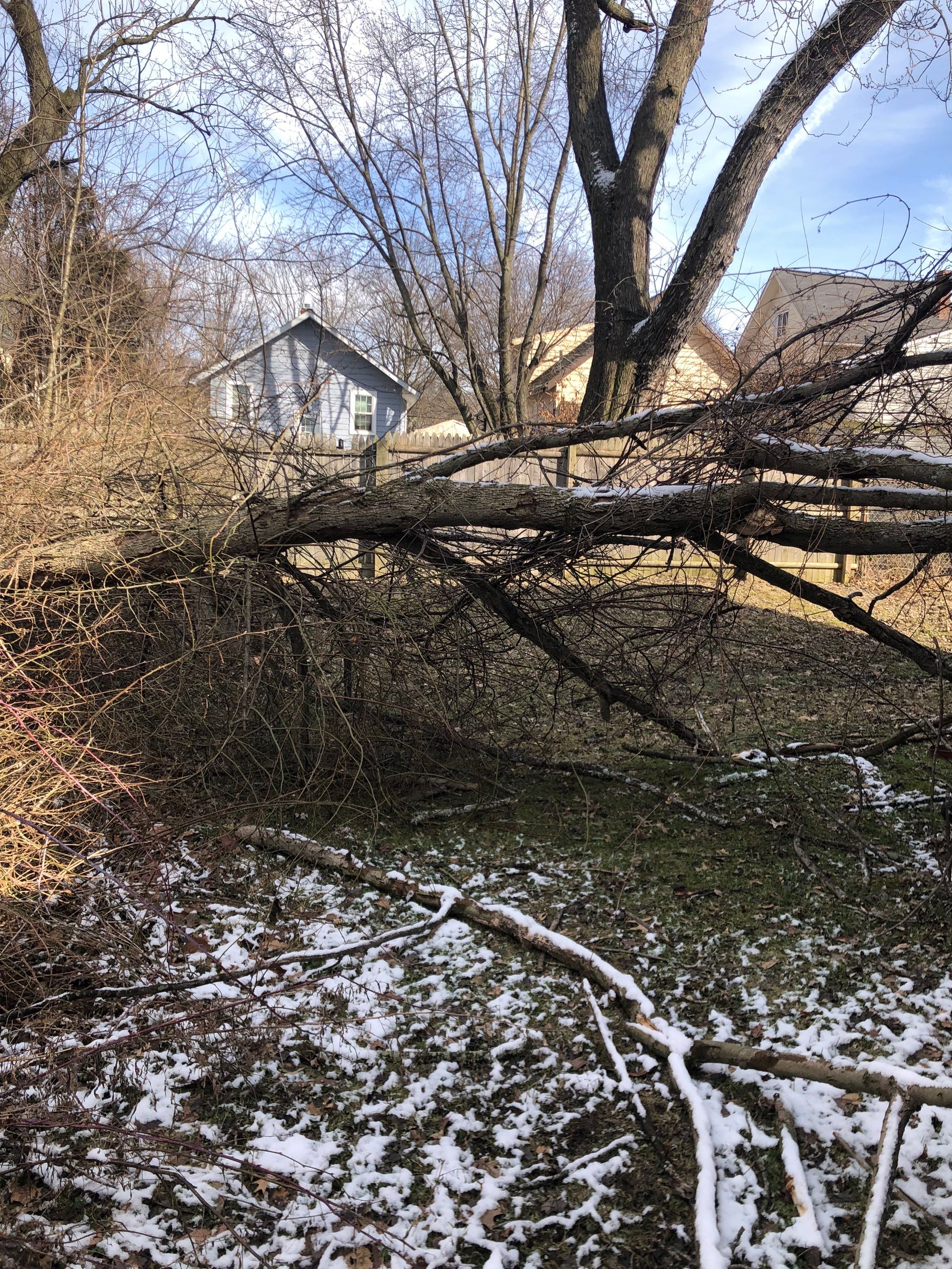 Tree Removal using Tree Removal by Mike Jones & Sons Tree Service LLC 