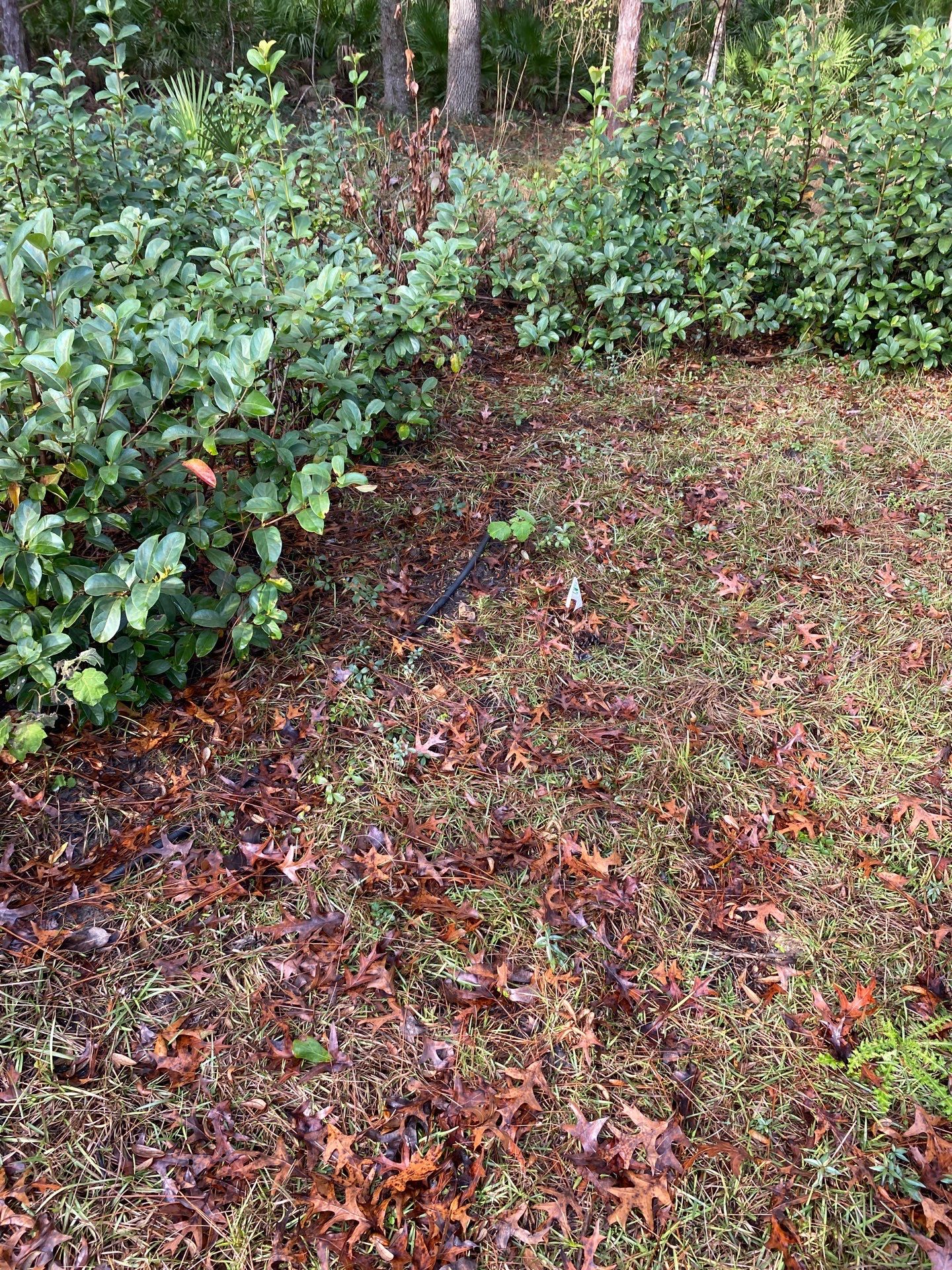 Deerwood Resident | Tree Installation by ProGreen Services