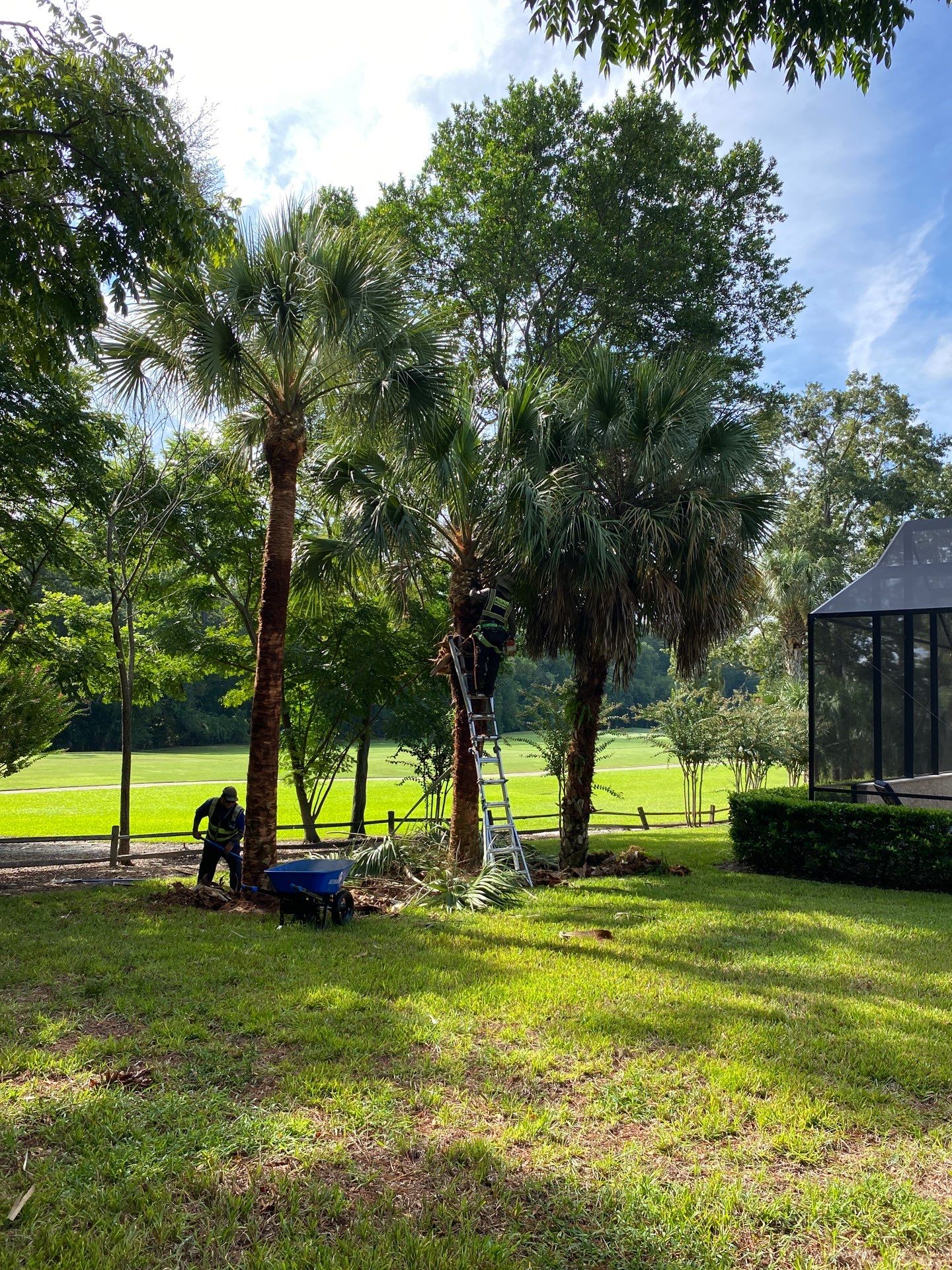 Deerwood Residence | Palm Tree Trimming by ProGreen Services