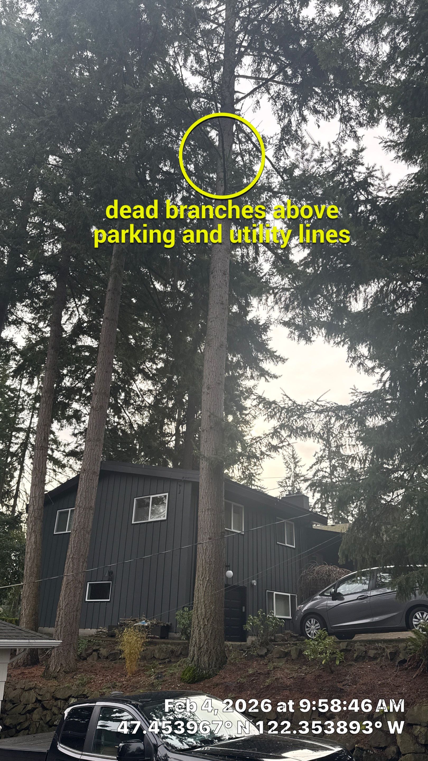 Hazard Pruning of Large Fir Trees in Burien, WA by Sound Tree Care LLC