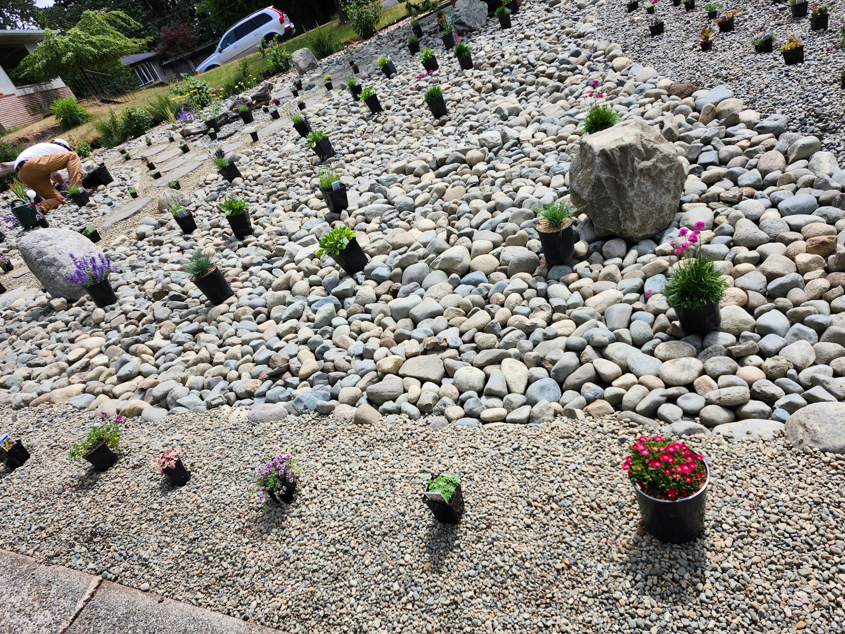 Front Yard Ecological Conversion – A West Coast-Inspired Low-Maintenance Oasis by Habanero Garden and Exterior Care