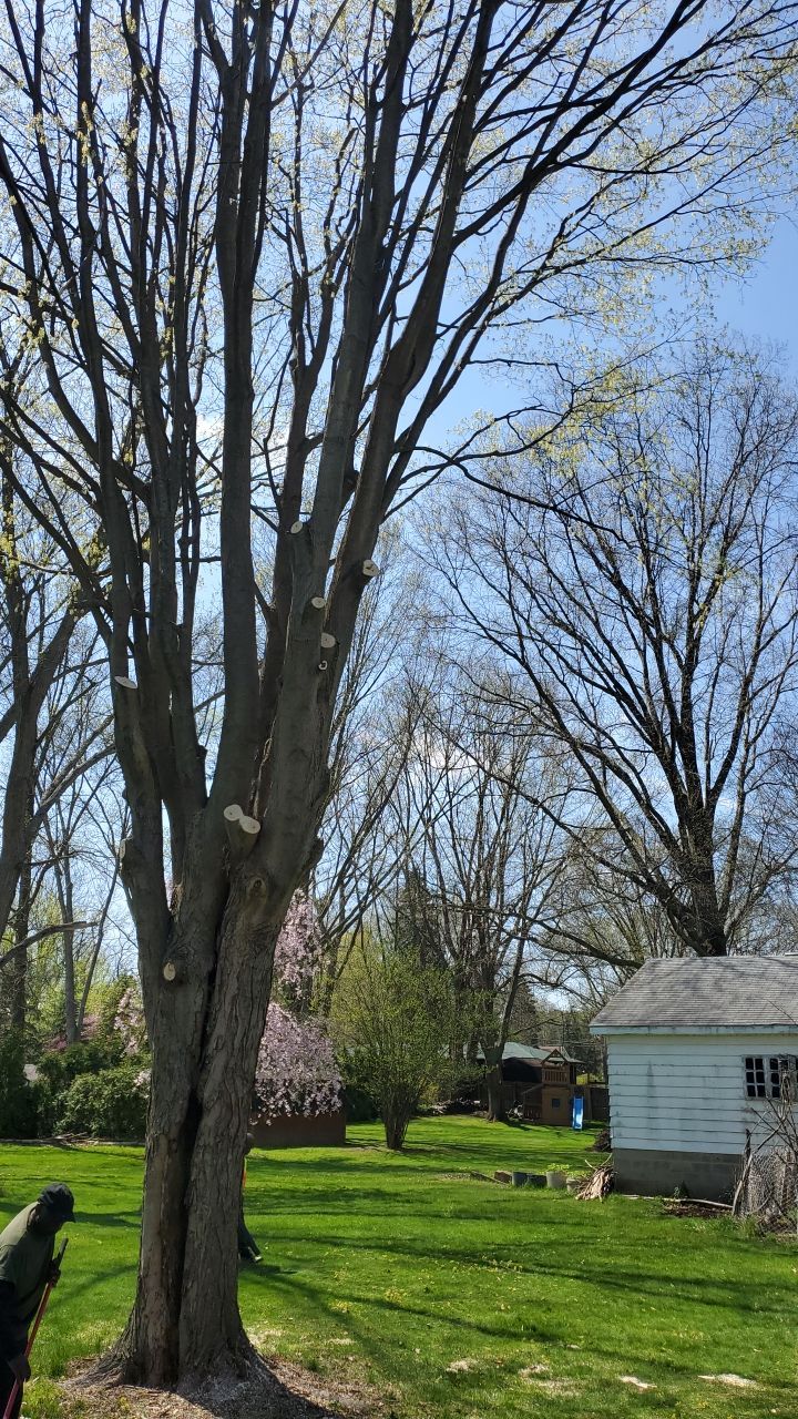 Tree Removal using Tree Removal by Mike Jones & Sons Tree Service LLC 