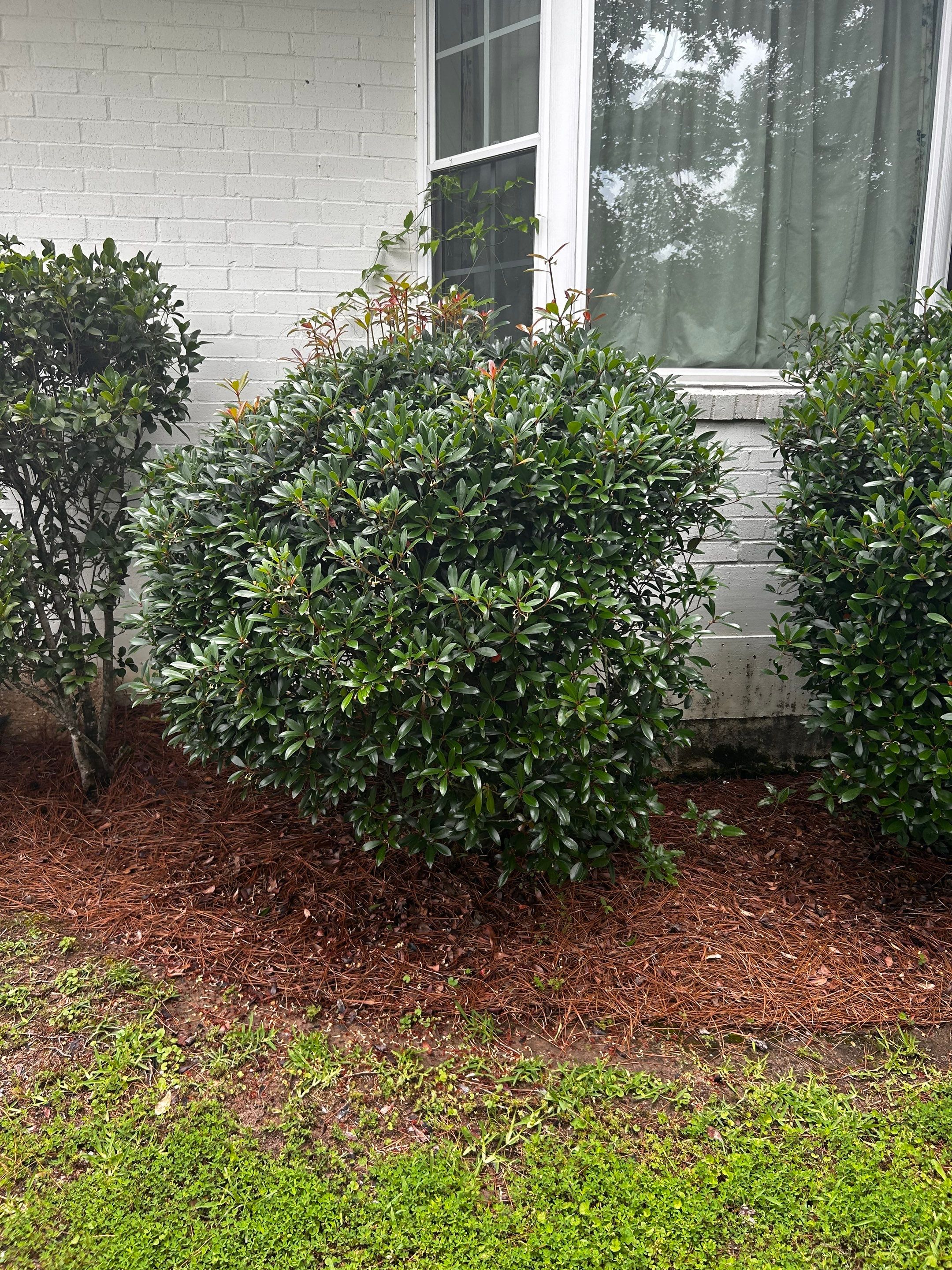 Total House and Yard Clean Up by College Bros Outdoor services