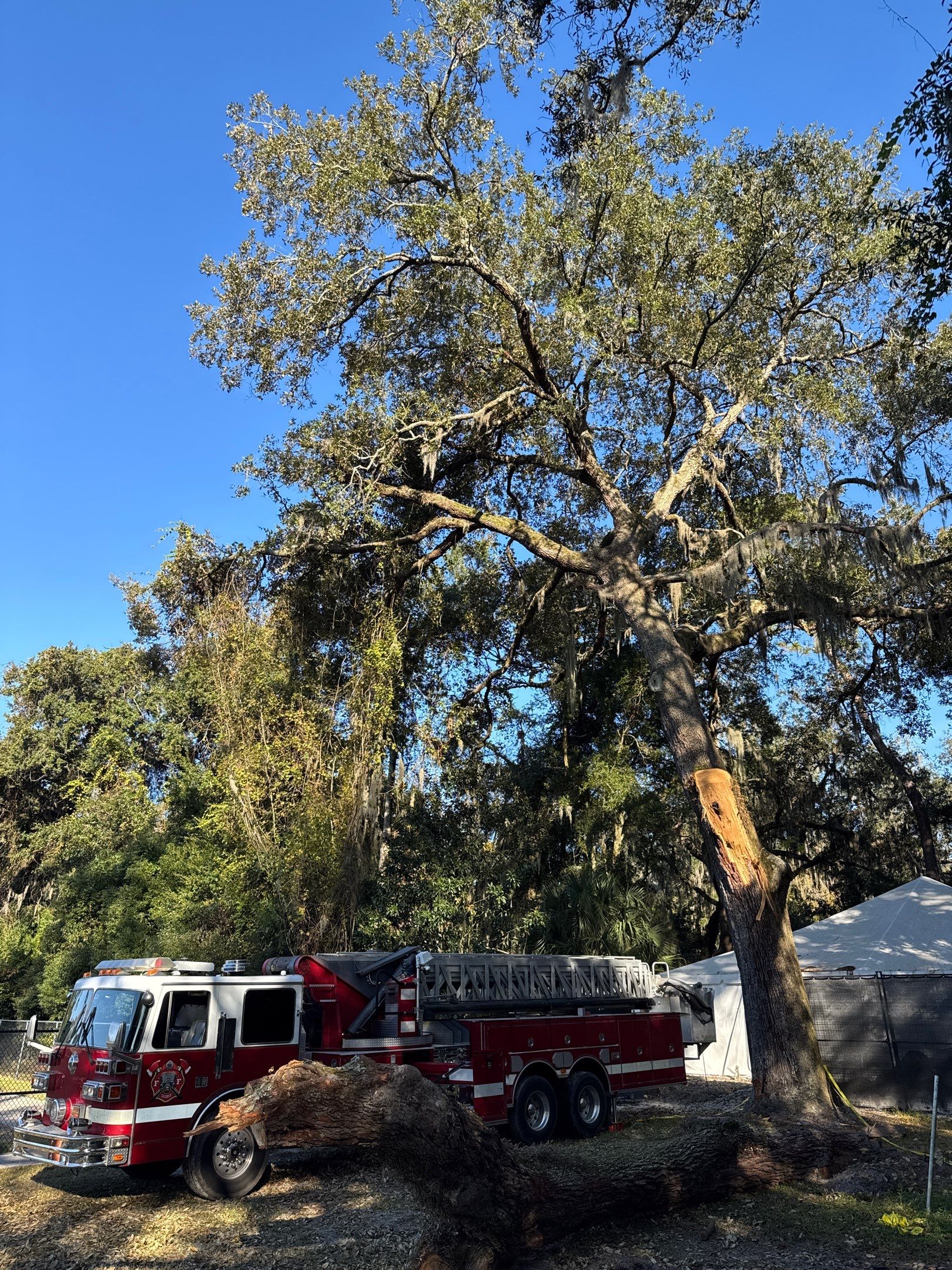 Episcopal | Large Tree Removal by ProGreen Services