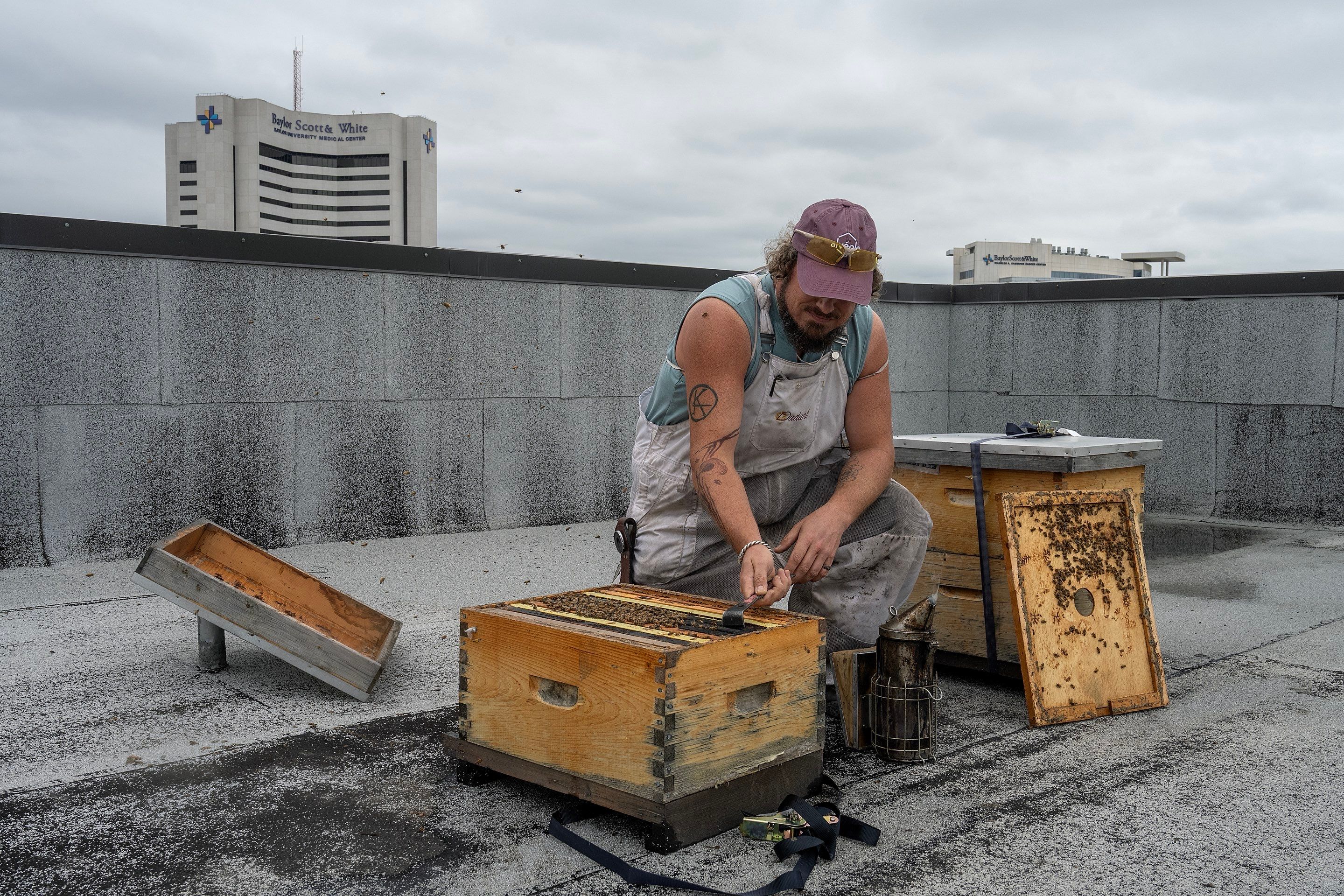 Urban Beekeeping in Dallas by Rockwall Honey Bee Company