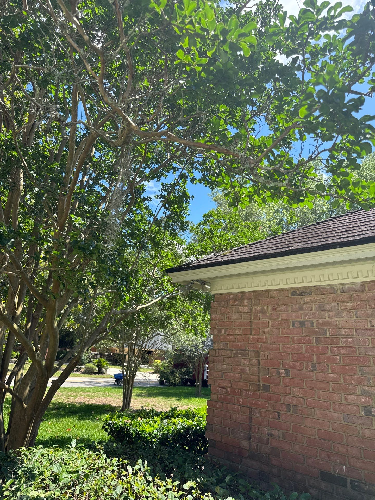 Deerwood Resident | Tree Trimming by ProGreen Services