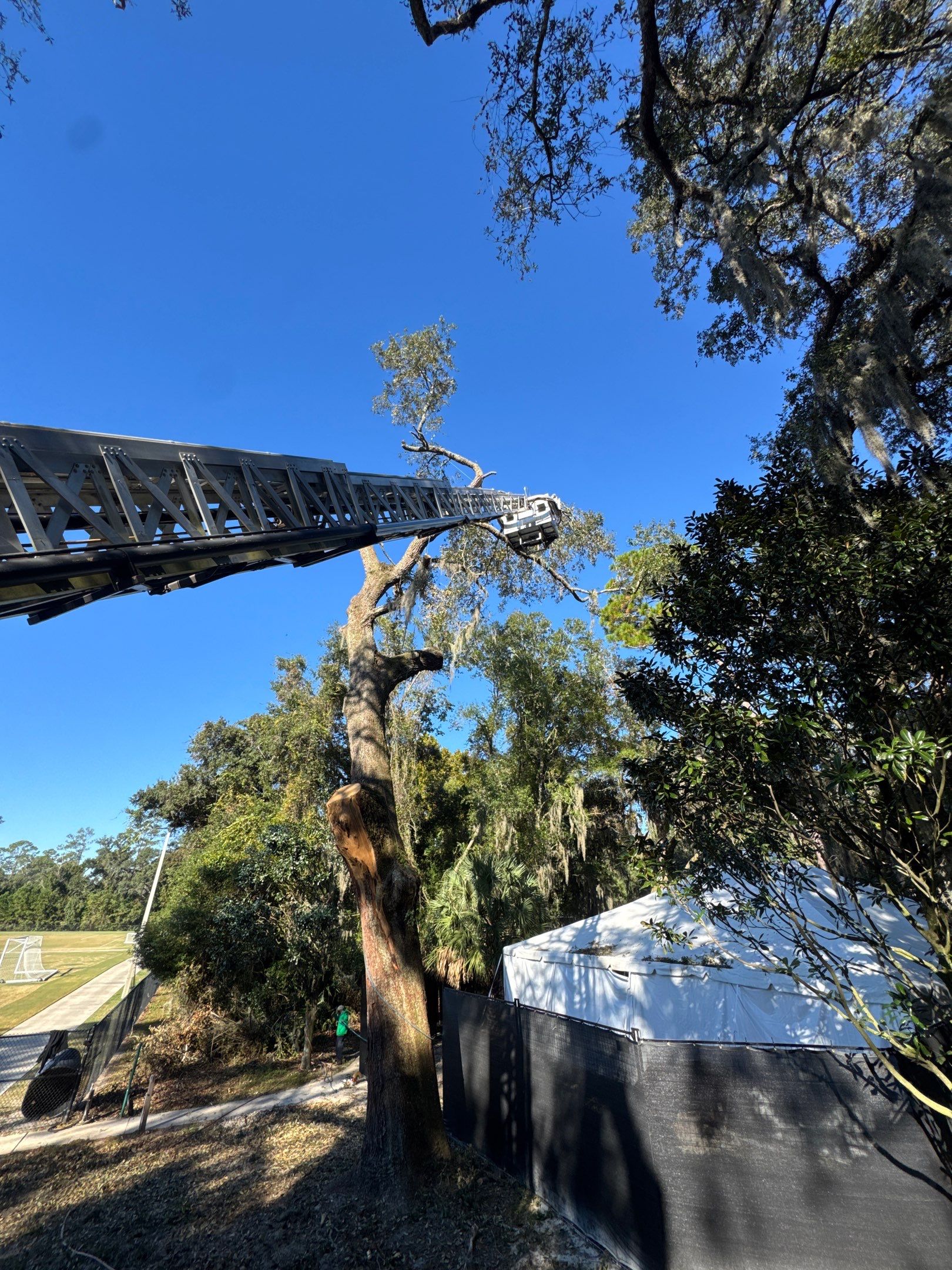 Episcopal | Large Tree Removal by ProGreen Services