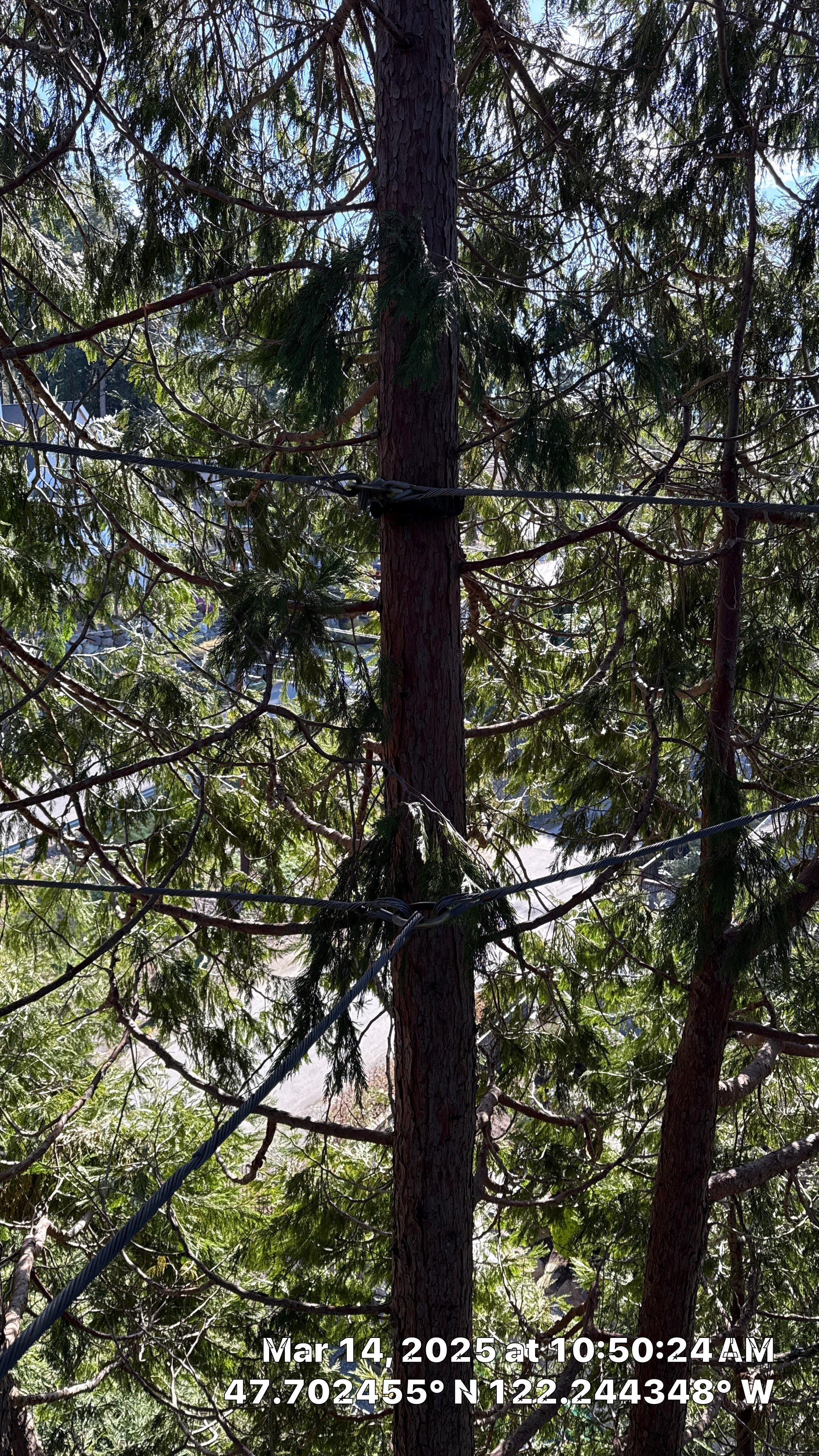 🧾 Tree Support System Assessment & Landmark Tree Risk Report – Holmes Point, Kirkland, WA by Sound Tree Care LLC