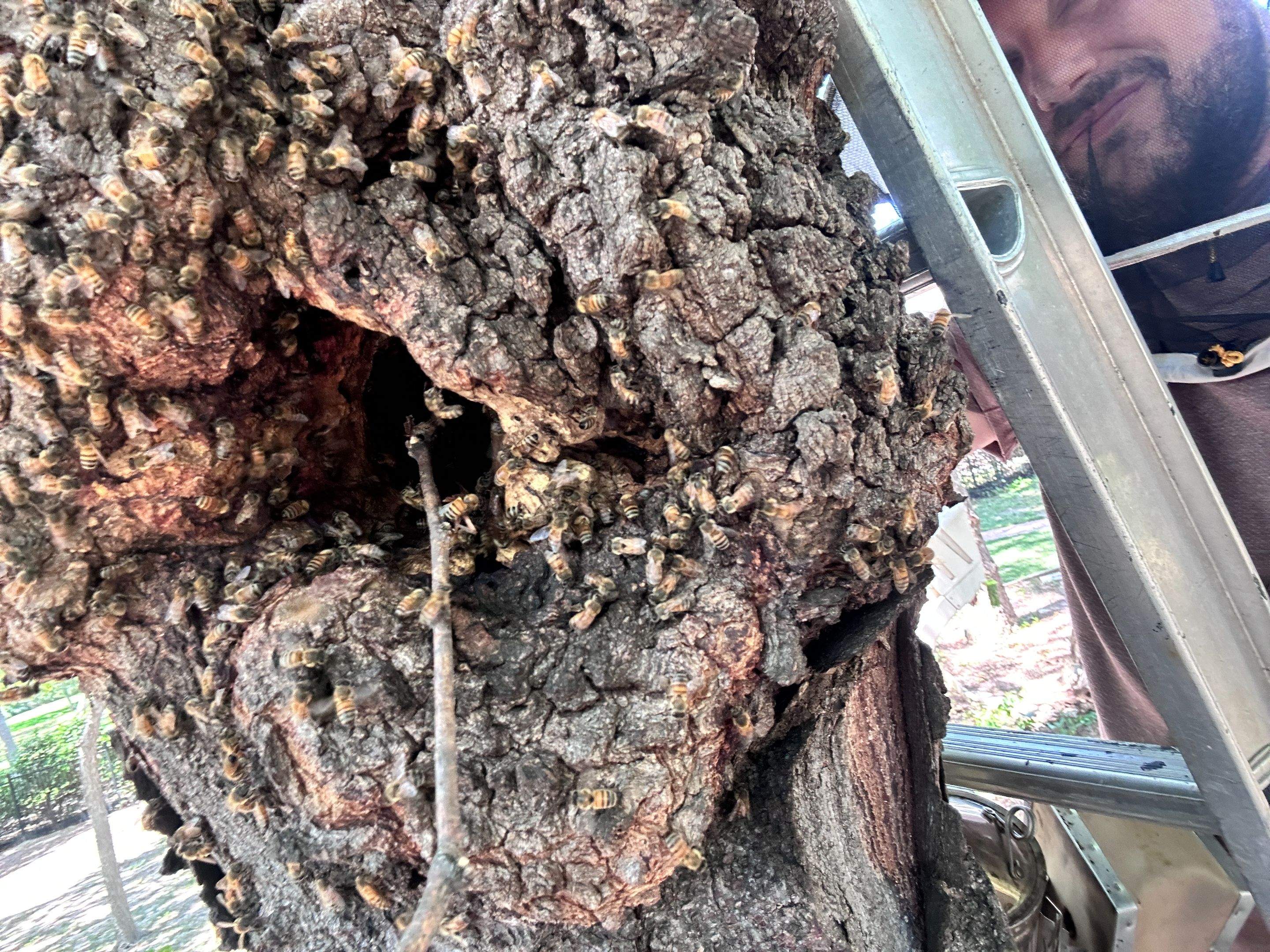 Two More Trees, One More Yard by Rockwall Honey Bee Company