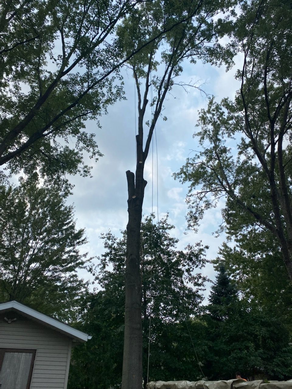Oak Tree Removal by Mike Jones & Sons Tree Service LLC 
