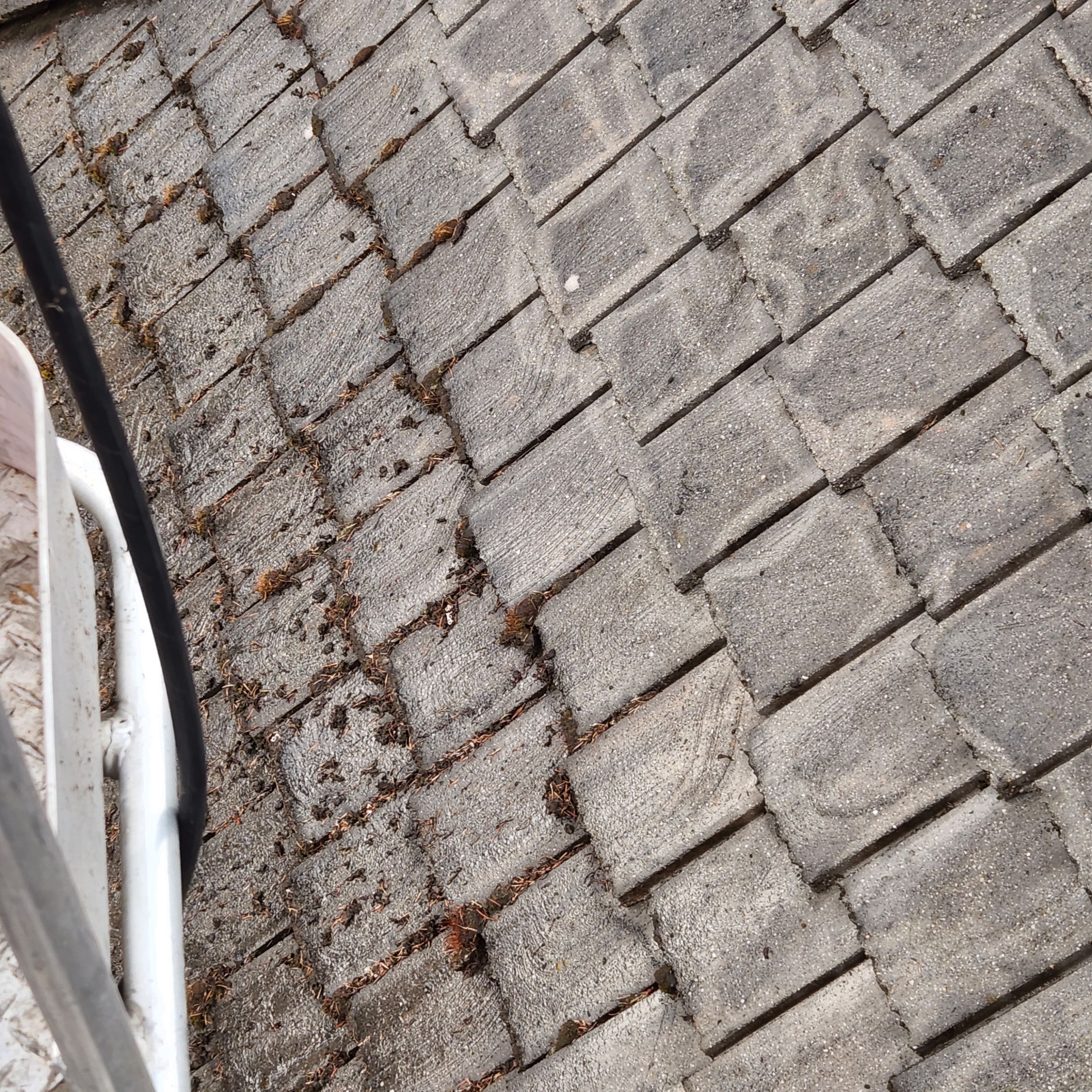 Moss Removal/ Treatment using Biocide by Willamette Outdoor Wash LLC