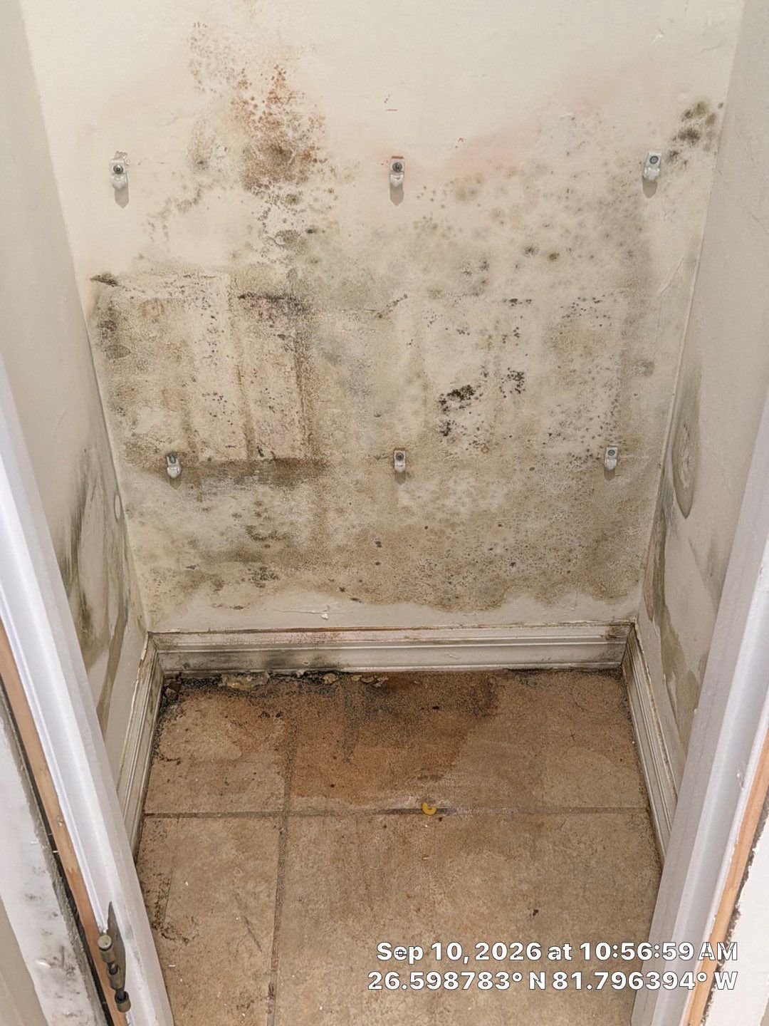 Fort Myers Water Damage Restoration and Professional Mold Remediation by Microscope