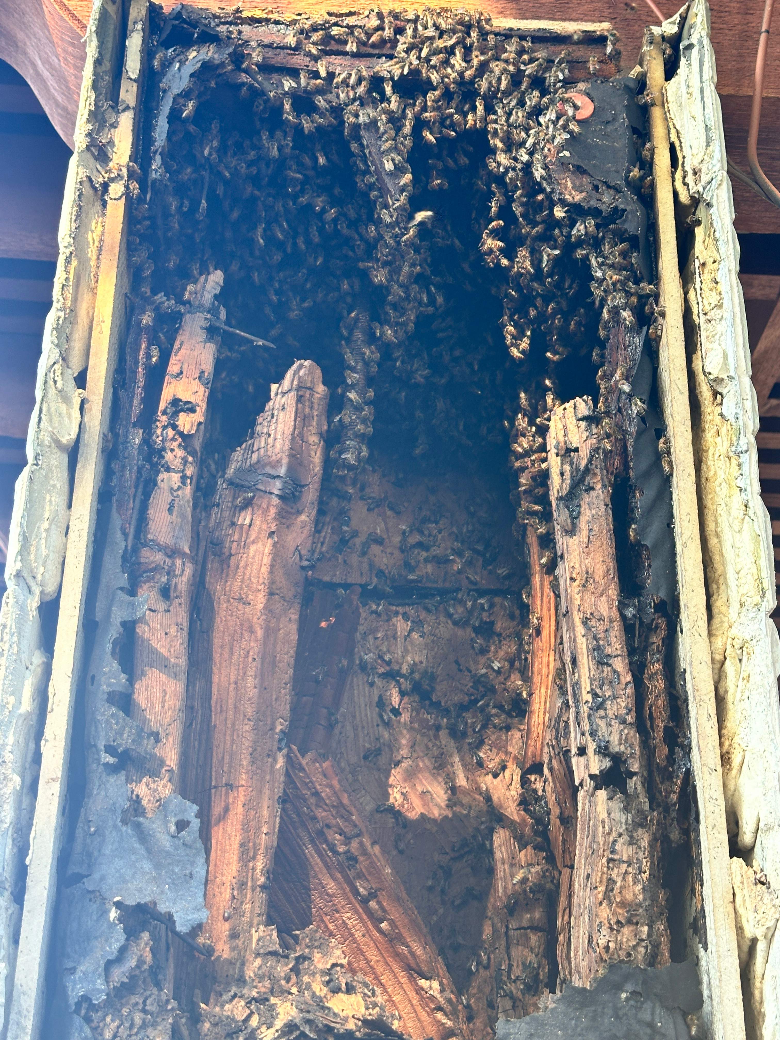 Scary Pergola by Rockwall Honey Bee Company