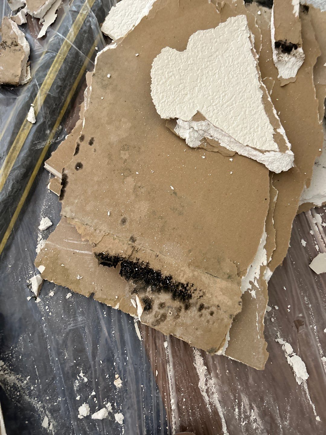 Mold Remediation by Accountable Home Services