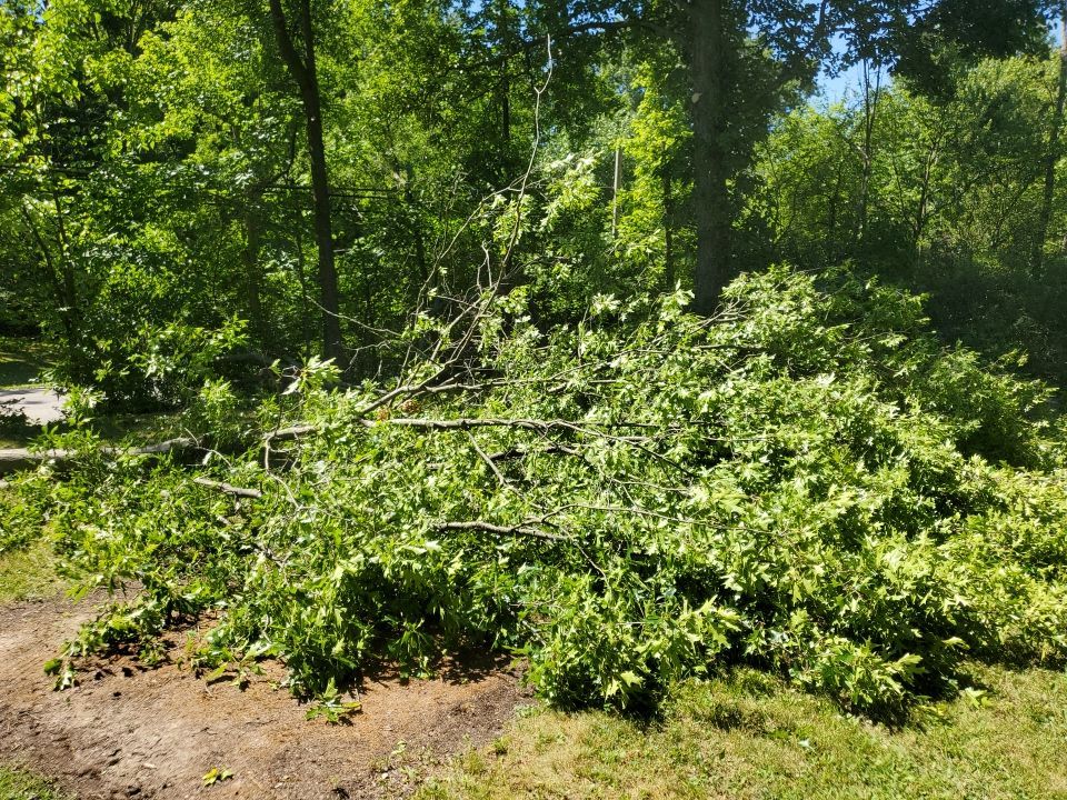 Tree Removal using Tree Removal by Mike Jones & Sons Tree Service LLC 