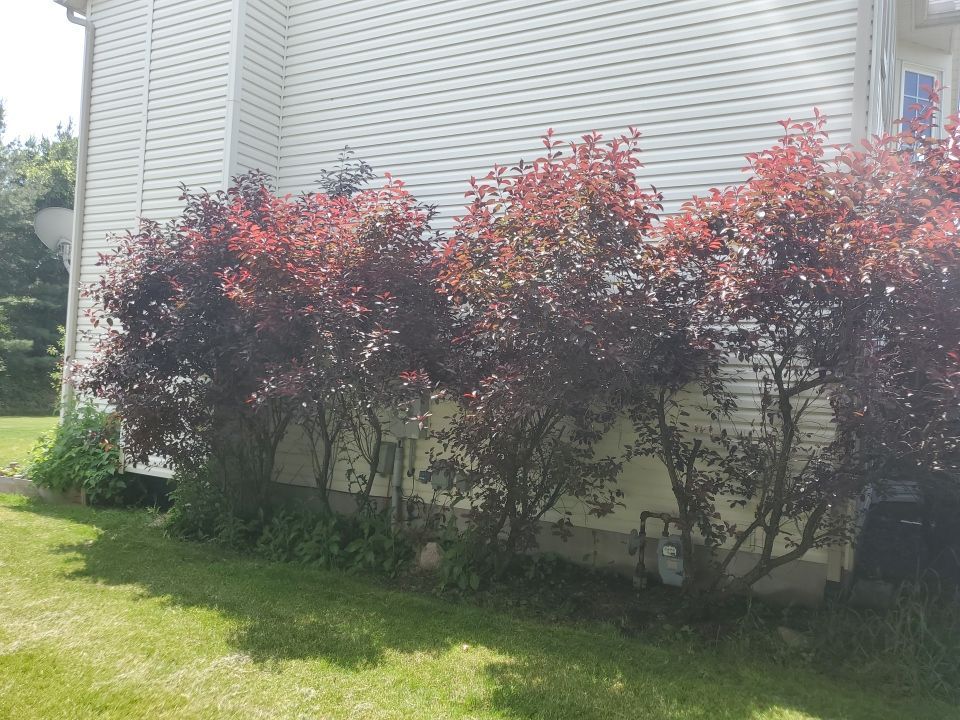 Tree Removal using Tree Removal by Mike Jones & Sons Tree Service LLC 