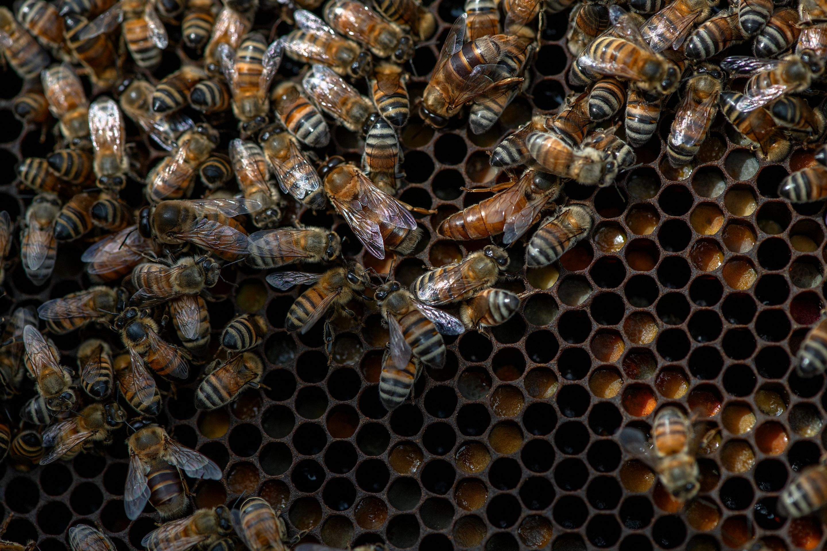 Splits in East Texas by Rockwall Honey Bee Company