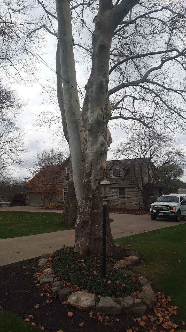 Tree Trimming using Tree Pruing by Mike Jones & Sons Tree Service LLC 