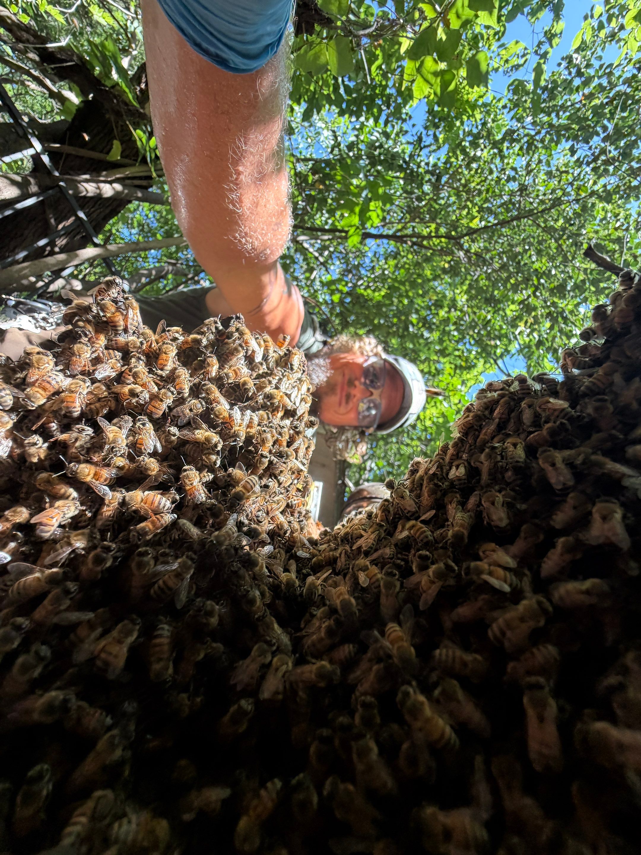 Warranted Removal by Rockwall Honey Bee Company