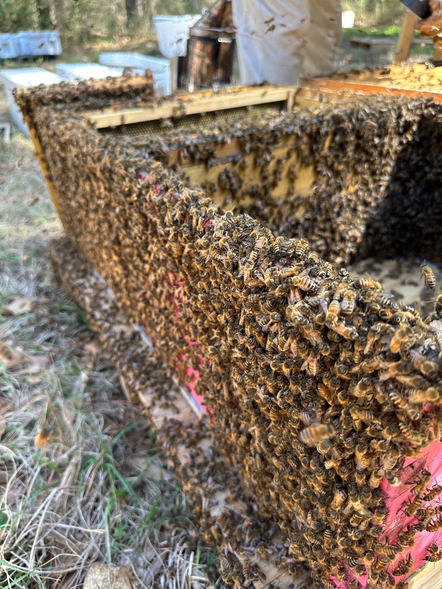Tree Farm Apiary by Rockwall Honey Bee Company