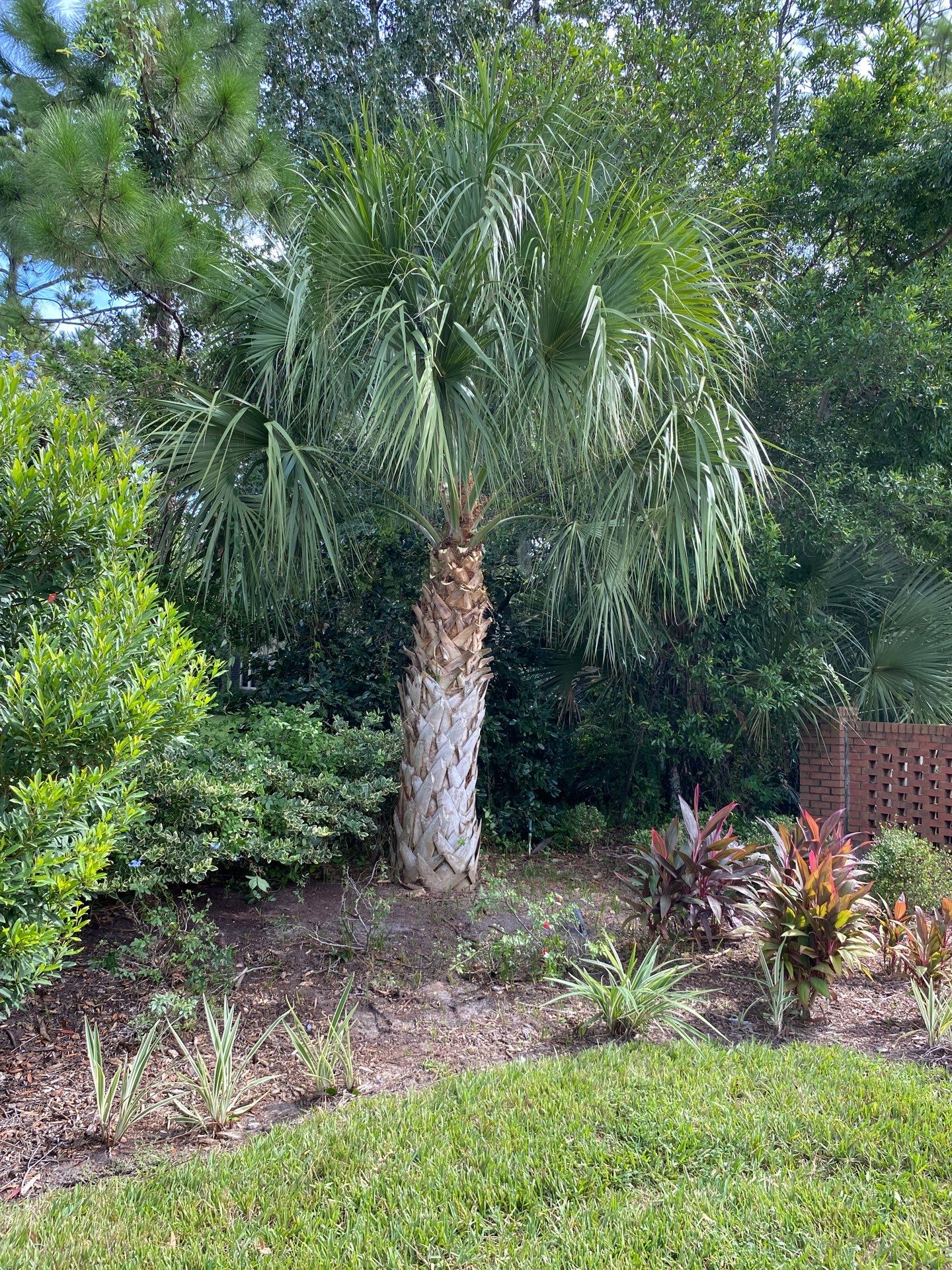 Deerwood Residence | Palm Tree Trimming by ProGreen Services