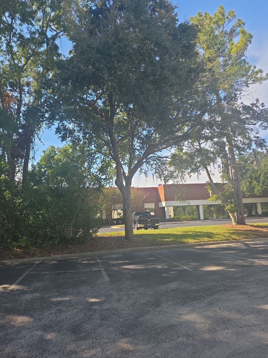 Tree & Palm Trimming | Commercial Property by ProGreen Services