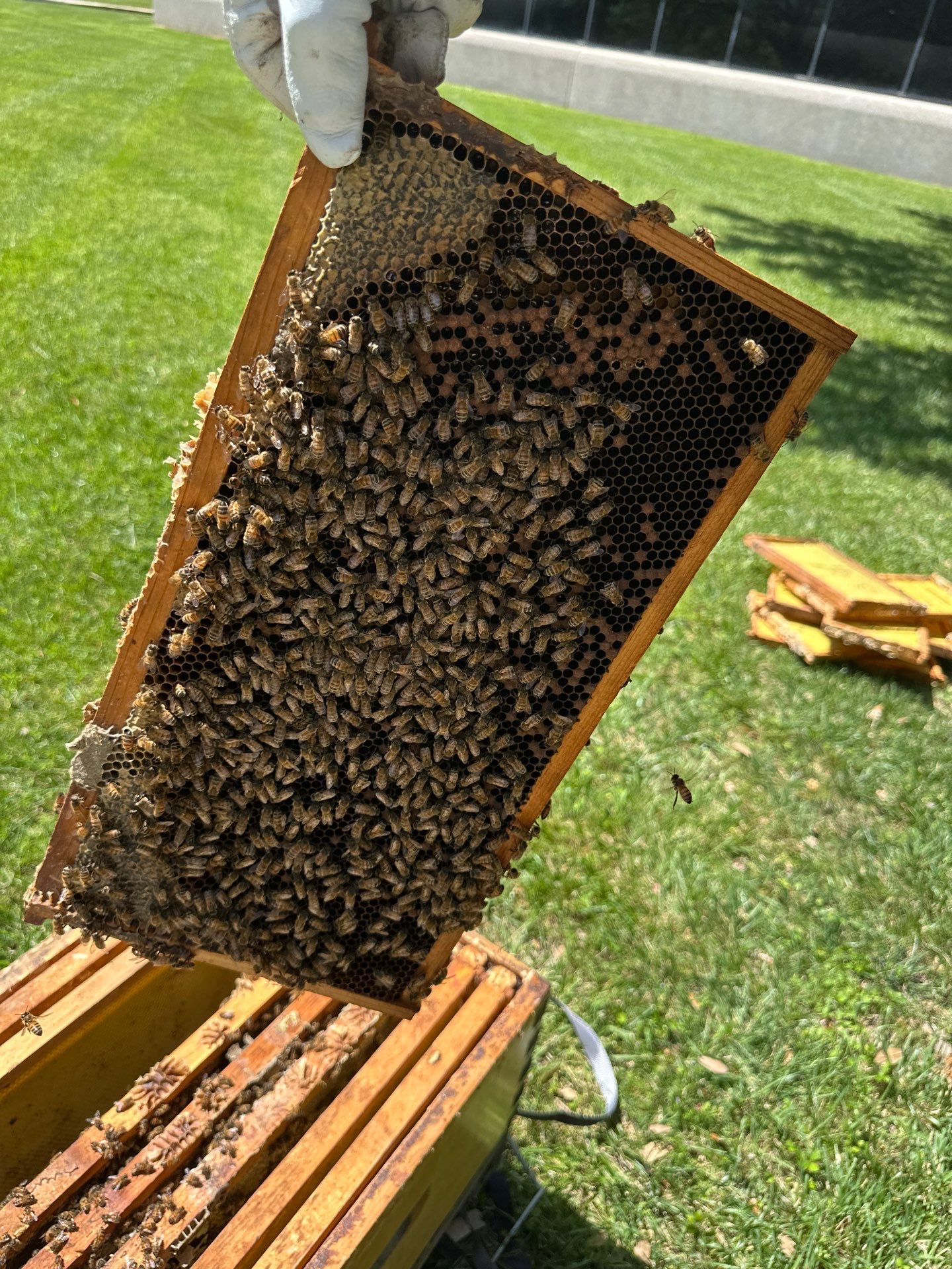 Bees on the Green by Rockwall Honey Bee Company