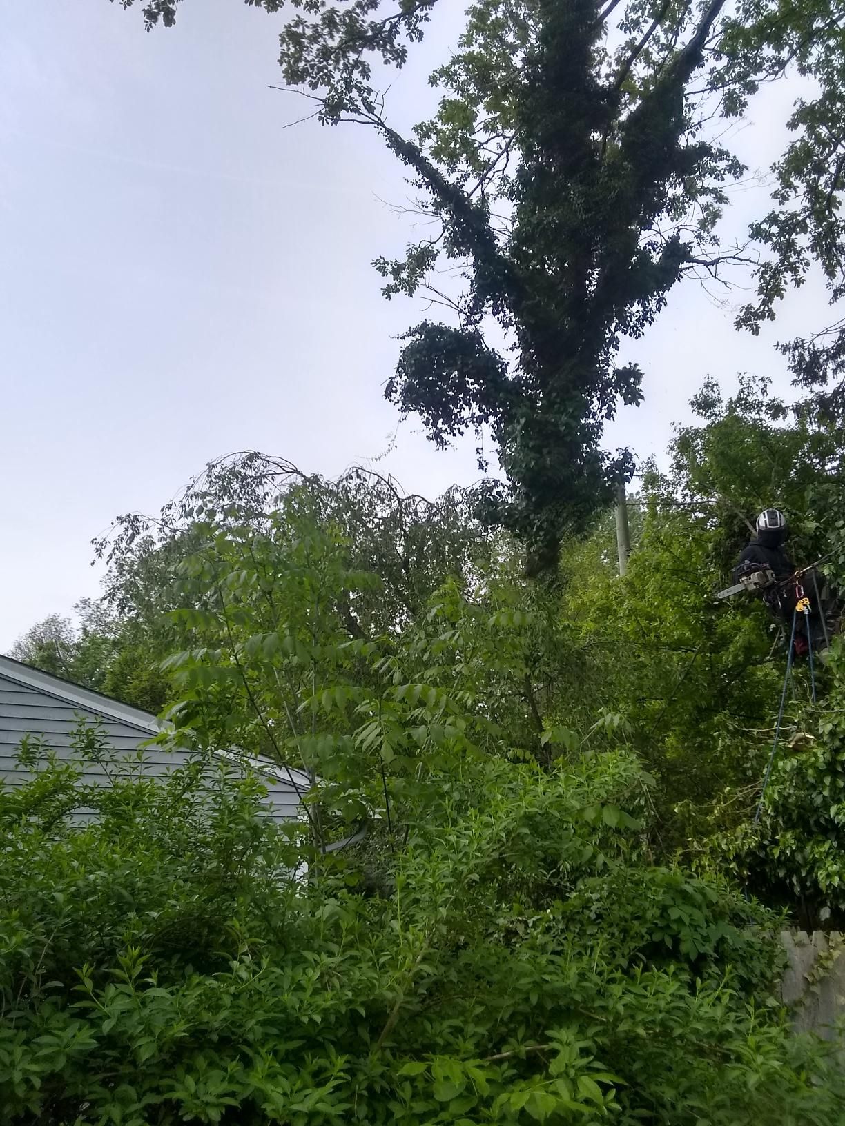 Tree Removal using Tree Removal by Mike Jones & Sons Tree Service LLC 