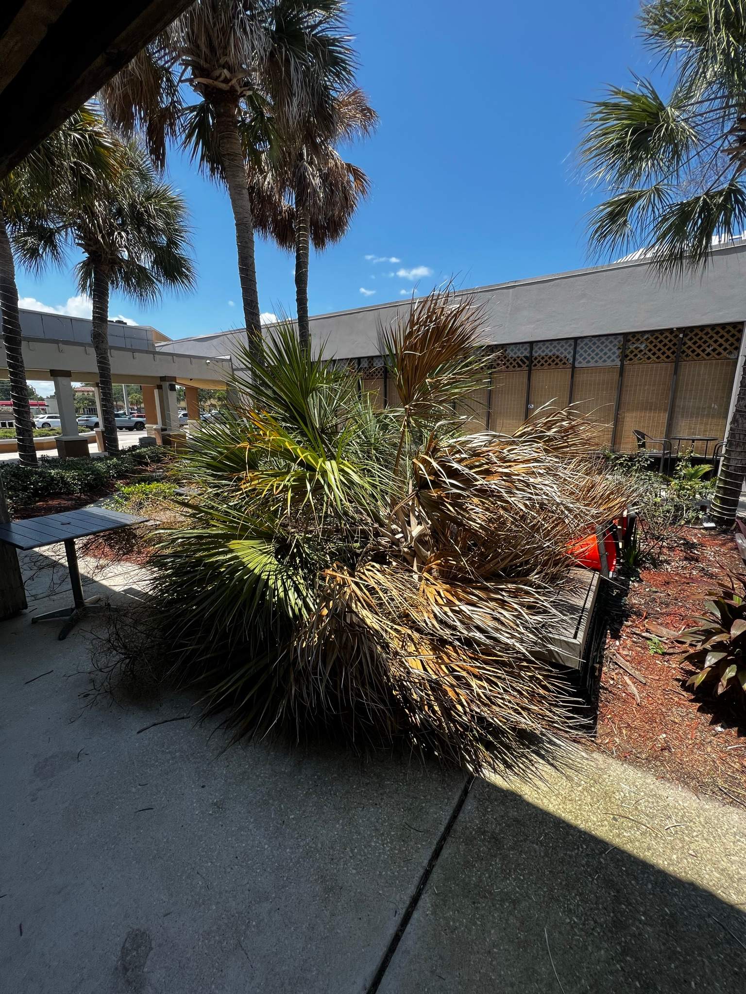 Palm Tree Trimming | Planet Fitness by ProGreen Services
