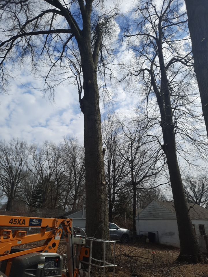 Tree Trimming using Tree Pruing by Mike Jones & Sons Tree Service LLC 